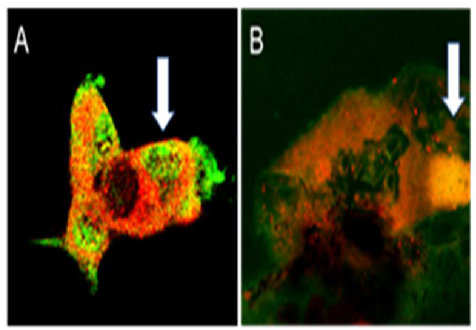Biomolecules 12 01232 g001 Biomolecules 12 01232 g001
