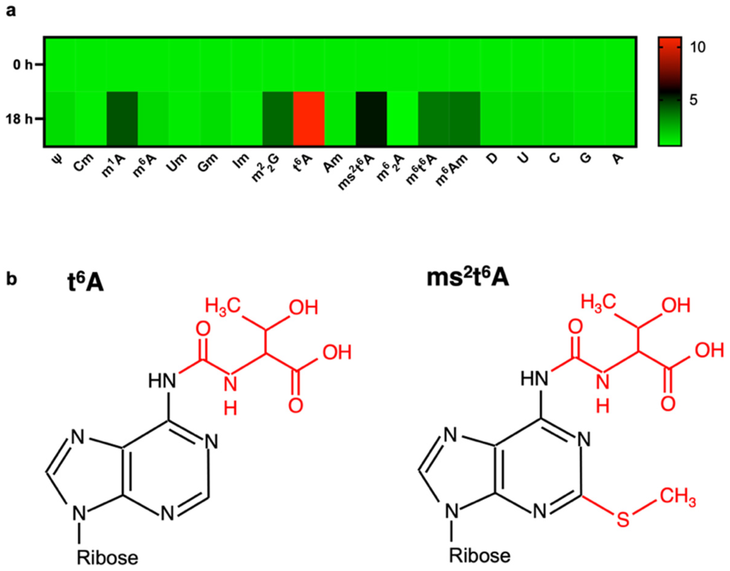 Biomolecules | Free Full-Text | t6A and ms2t6A Modified 