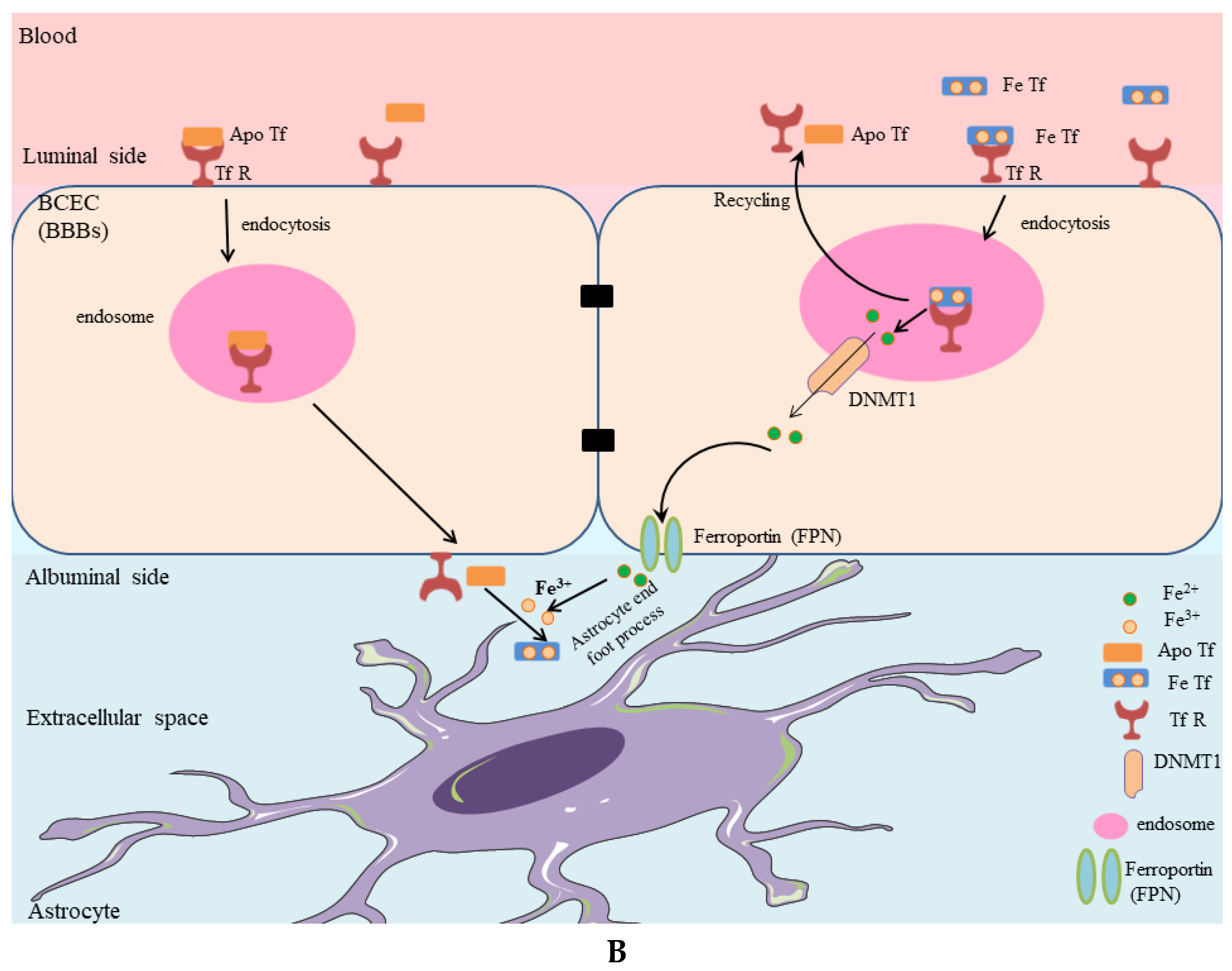 Biomolecules | Free Full-Text | Iron in Alzheimer&rsquo;s Disease: From  Physiology to Disease Disabilities