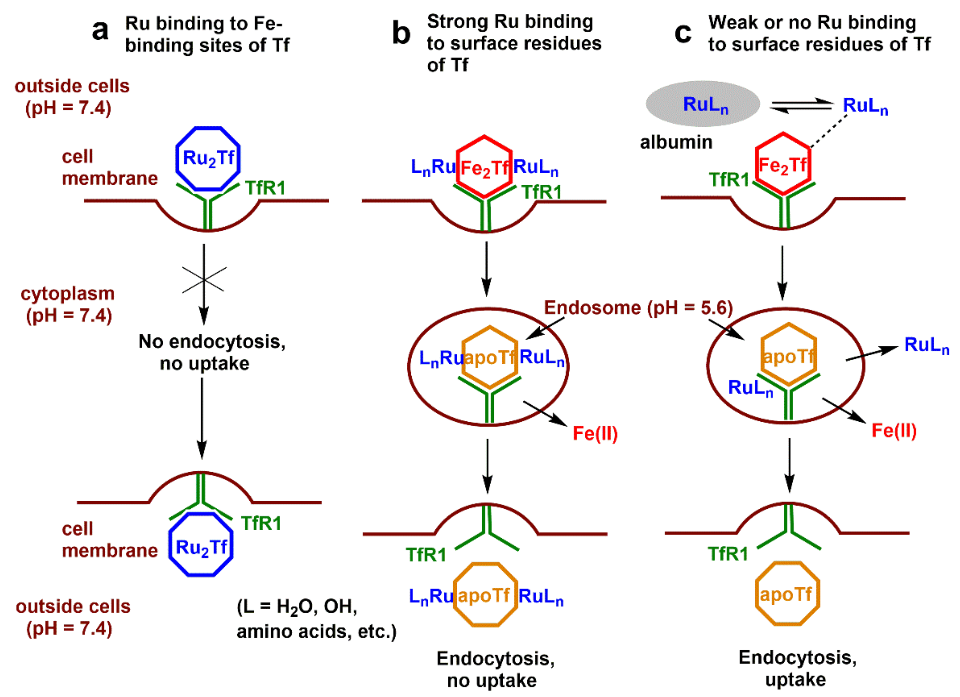 Biomolecules 12 01319 sch003 Biomolecules 12 01319 sch003