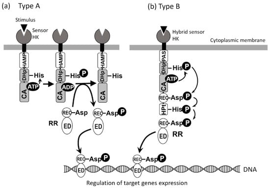 Transcriptional control of aspartate kinase expression during