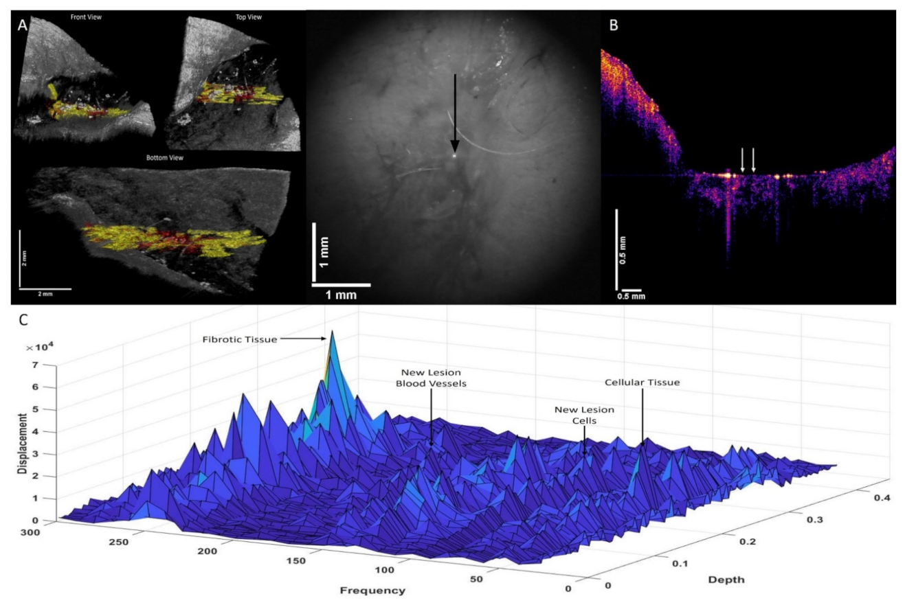 Biomolecules 12 01332 g006 Biomolecules 12 01332 g006