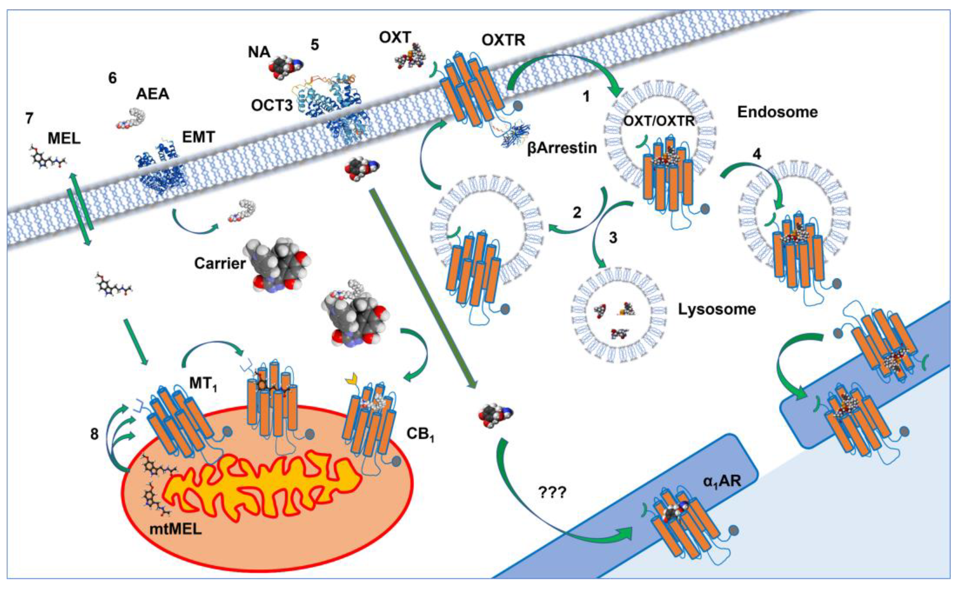 Biomolecules 12 01343 g003 Biomolecules 12 01343 g003