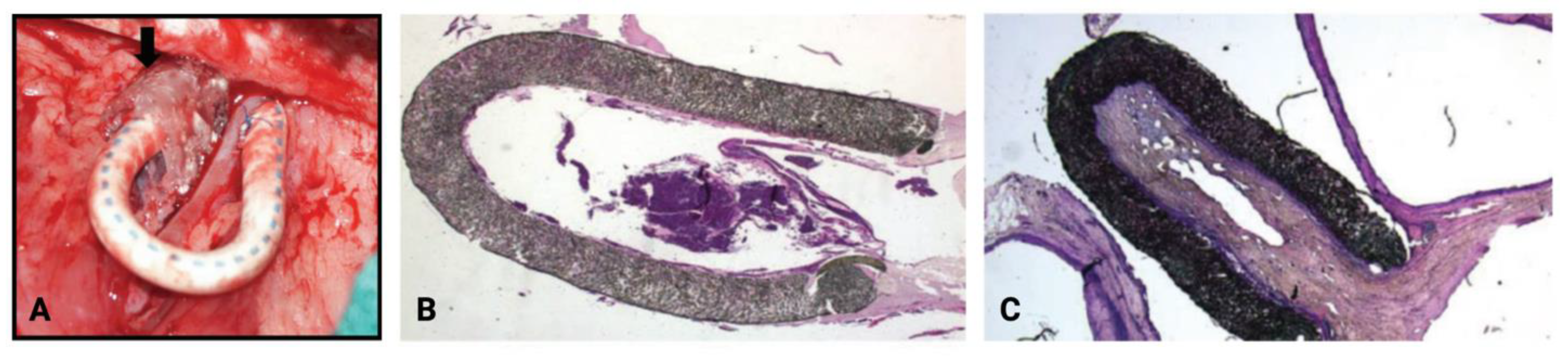 Biomolecules 12 01367 g005 Biomolecules 12 01367 g005