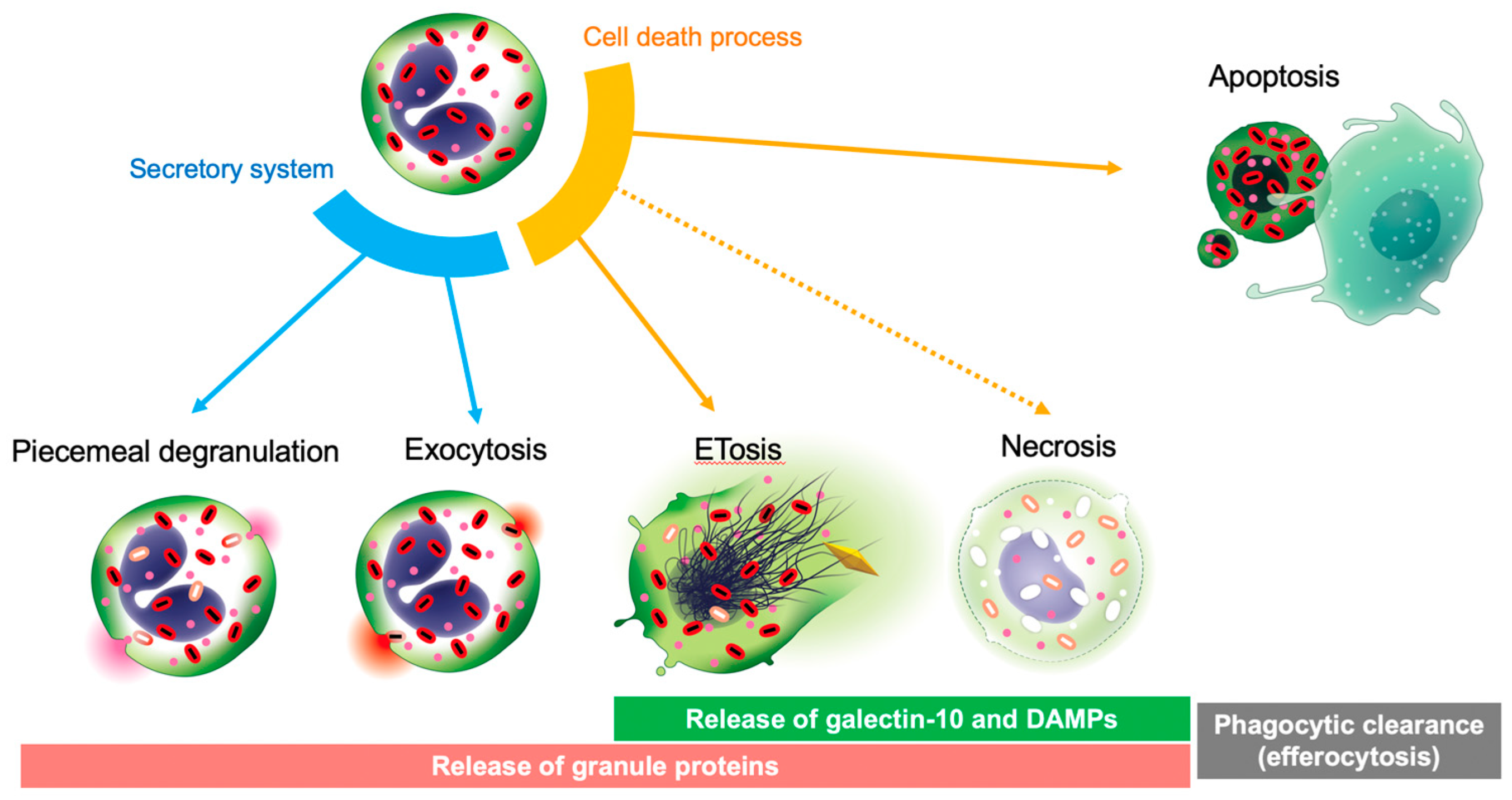 Biomolecules 12 01385 g003 Biomolecules 12 01385 g003