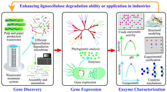 lignocellulose degradation