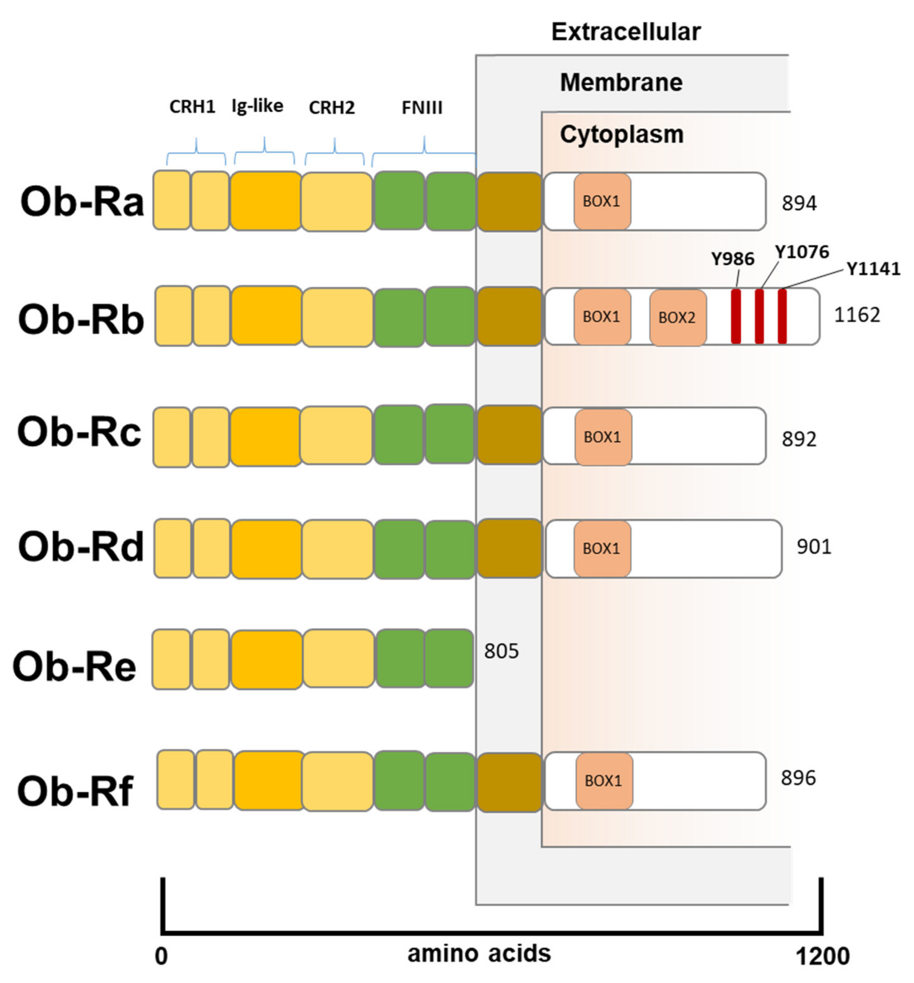 Biomolecules 12 01394 g001