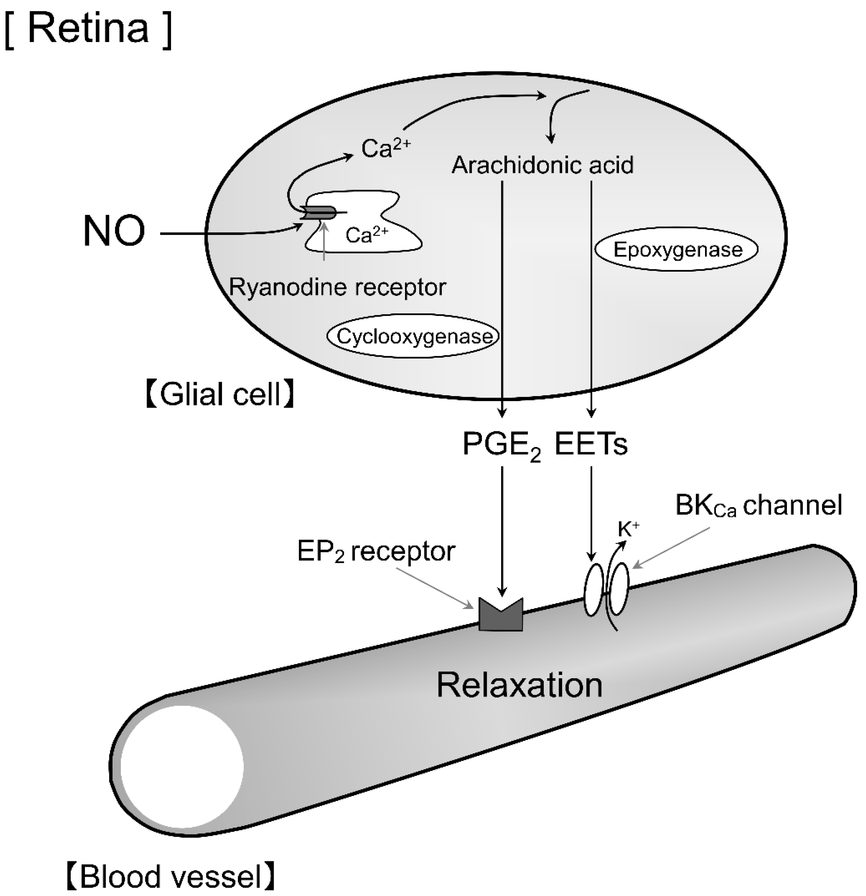 Biomolecules 12 01403 g006 Biomolecules 12 01403 g006