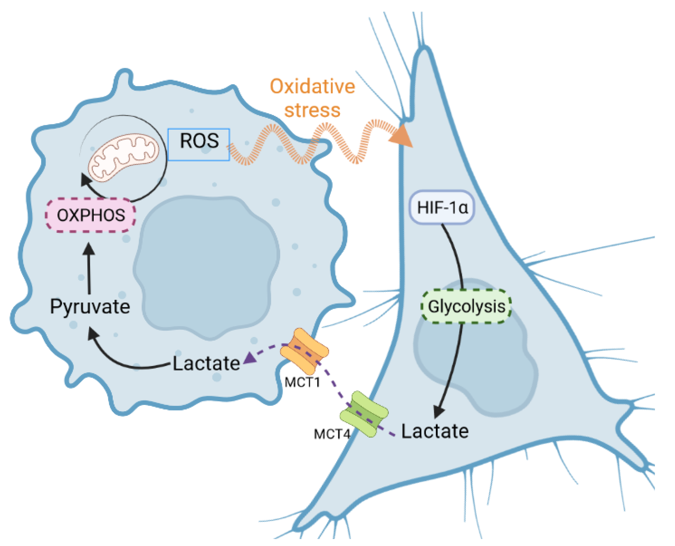 Biomolecules 12 01412 g007 Biomolecules 12 01412 g007