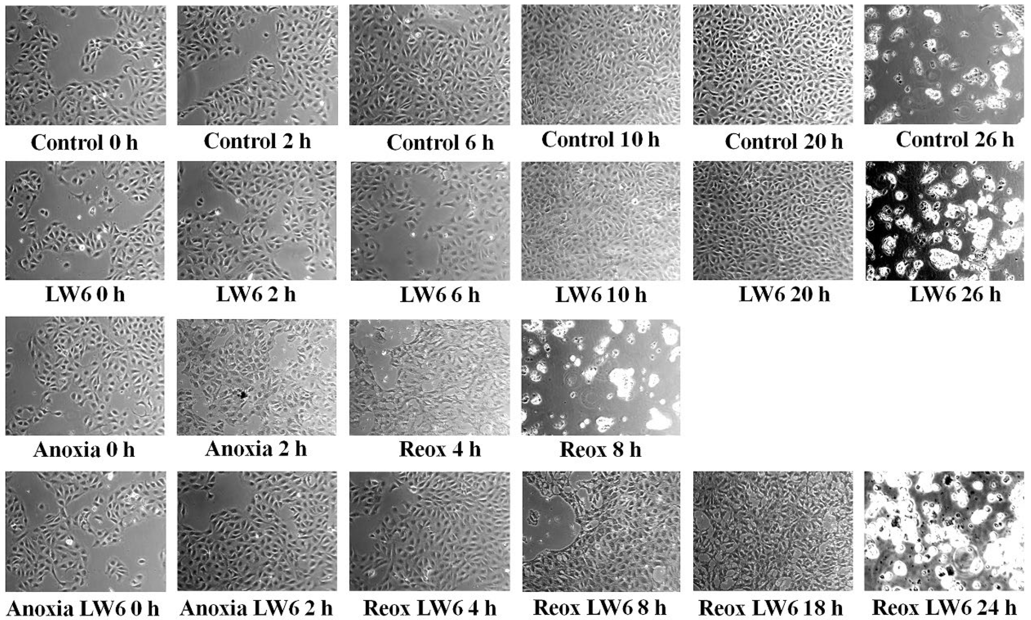 Biomolecules 12 01415 g002 Biomolecules 12 01415 g002