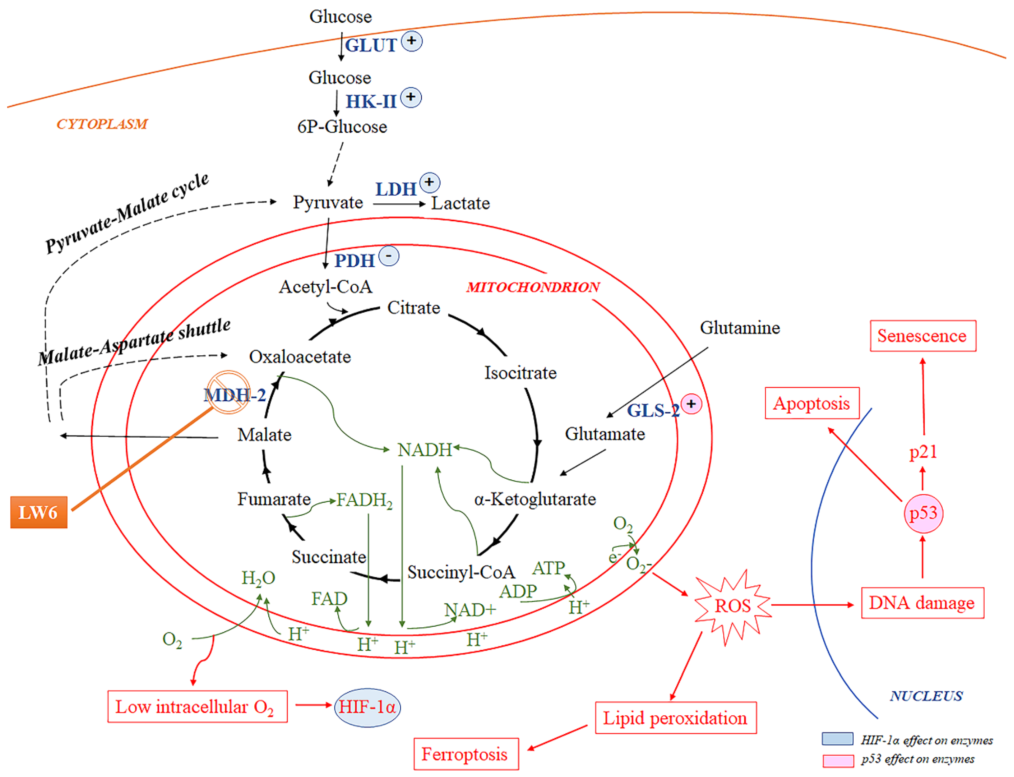 Biomolecules 12 01415 g008 Biomolecules 12 01415 g008