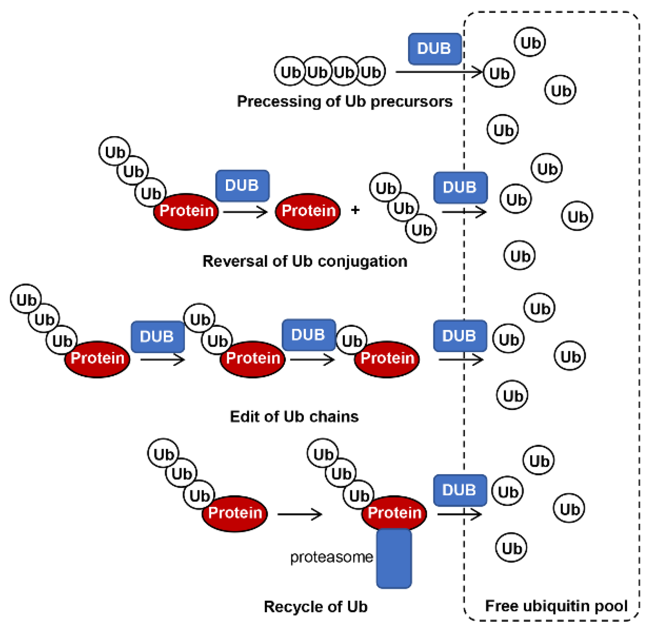 Biomolecules 12 01424 g001
