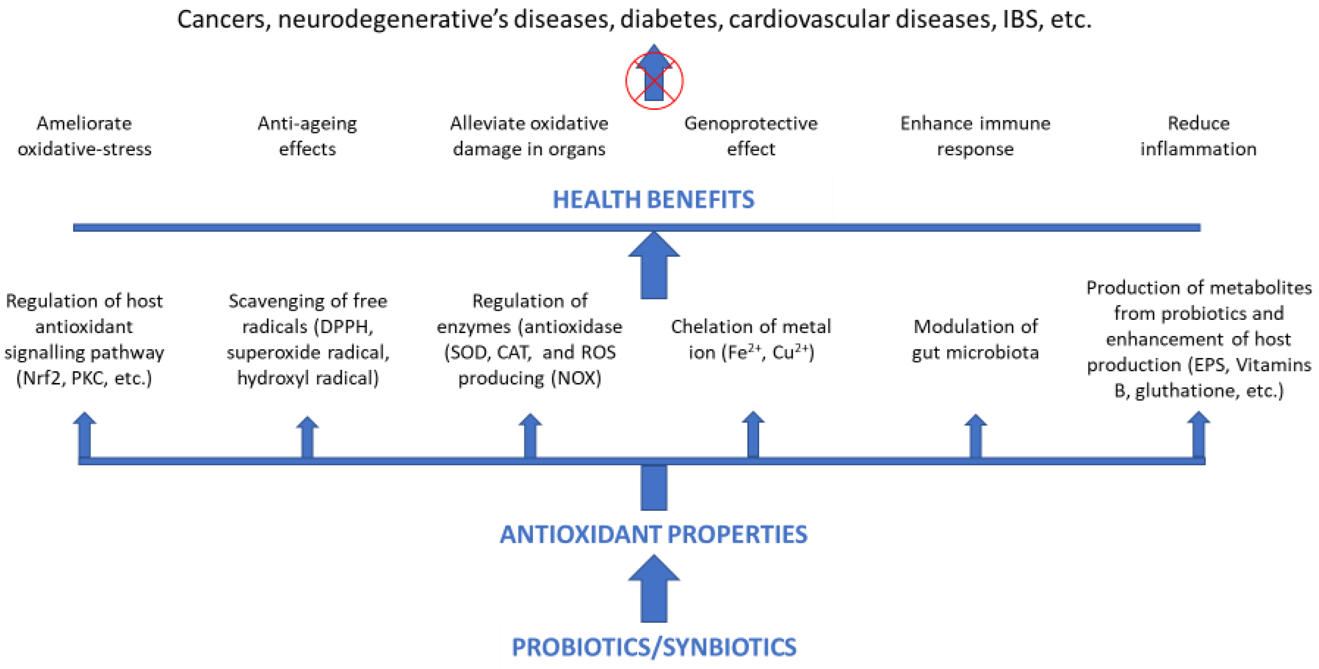 Biomolecules | Free Full-Text | Synbiotics and Their Antioxidant  Properties, Mechanisms, and Benefits on Human and Animal Health: A  Narrative Review