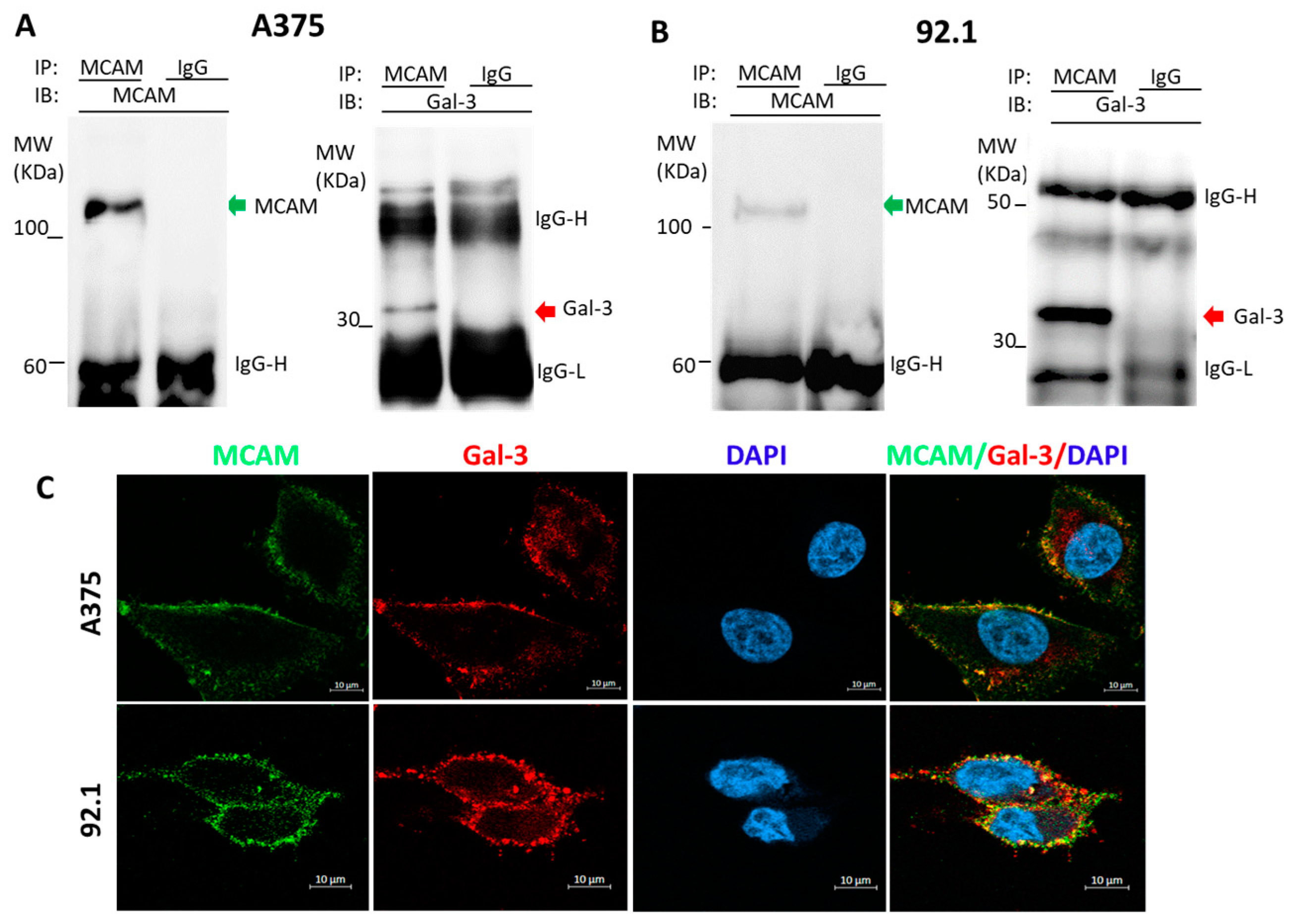 Biomolecules 12 01451 g001 Biomolecules 12 01451 g001