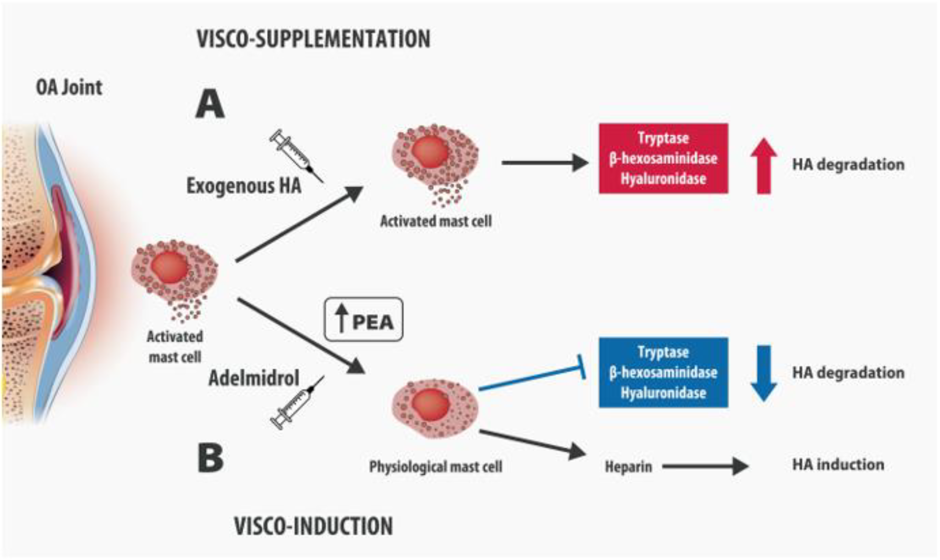 Biomolecules 12 01453 g002 Biomolecules 12 01453 g002
