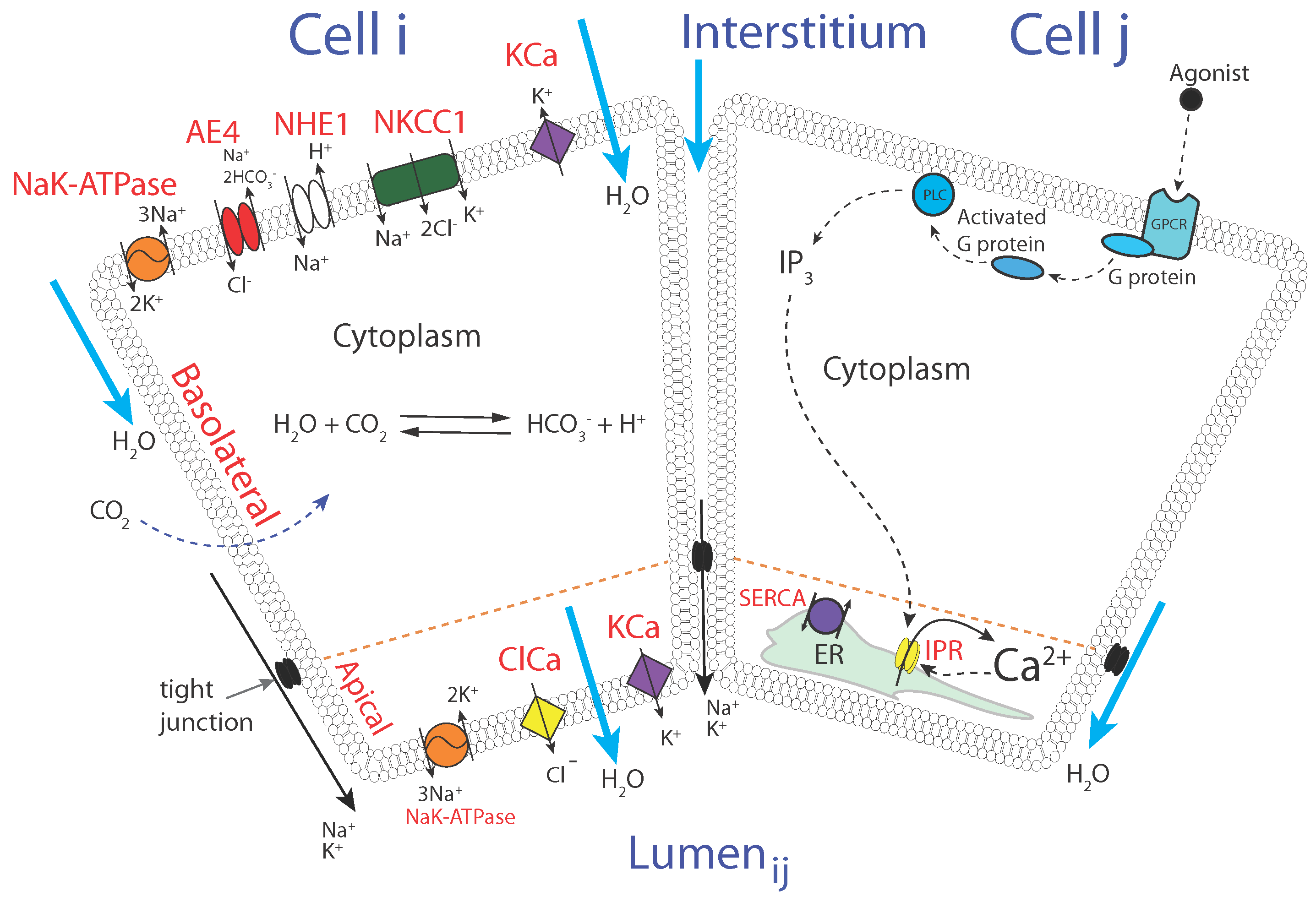 Biomolecules 12 01455 g001 Biomolecules 12 01455 g001