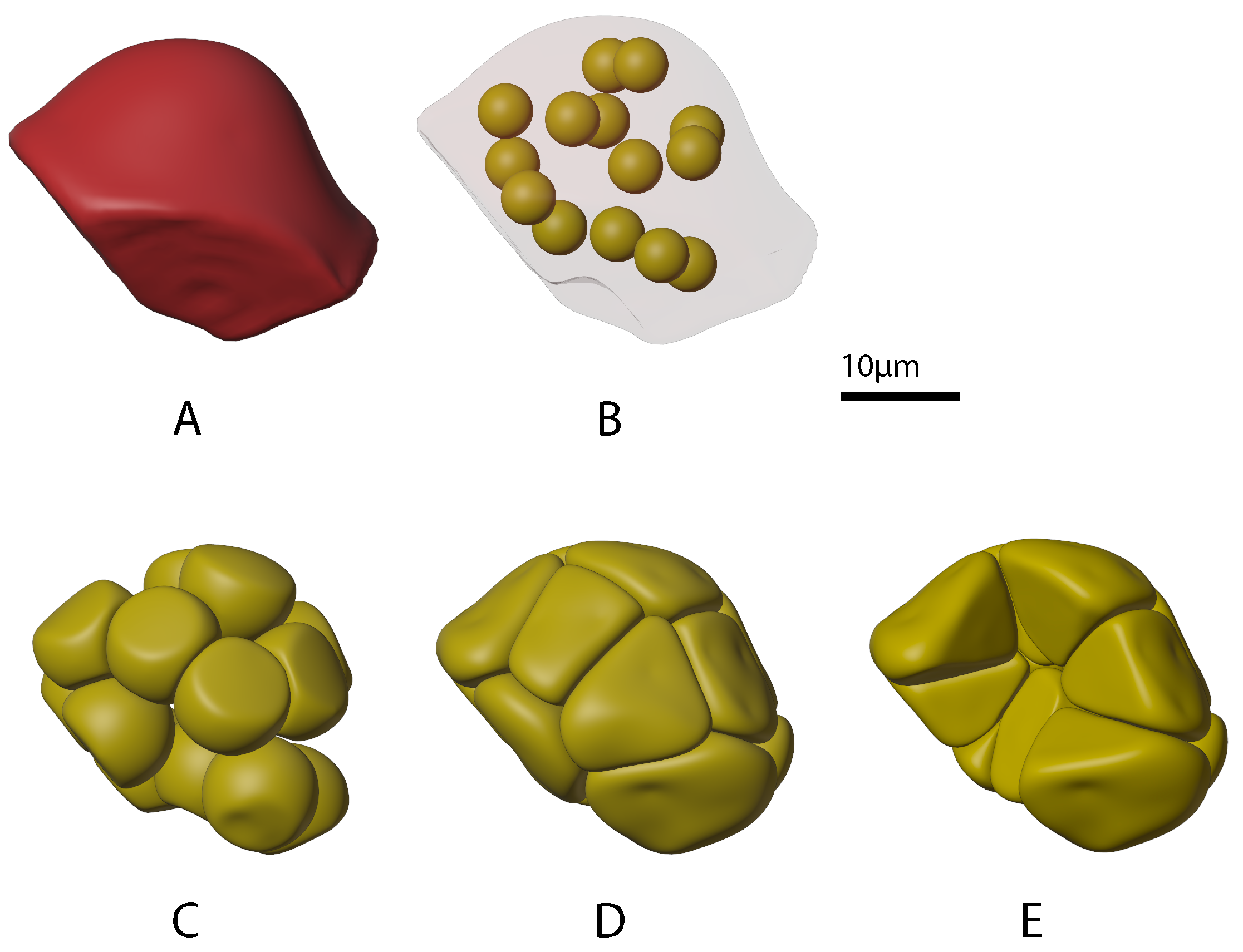 Biomolecules 12 01455 g005 Biomolecules 12 01455 g005