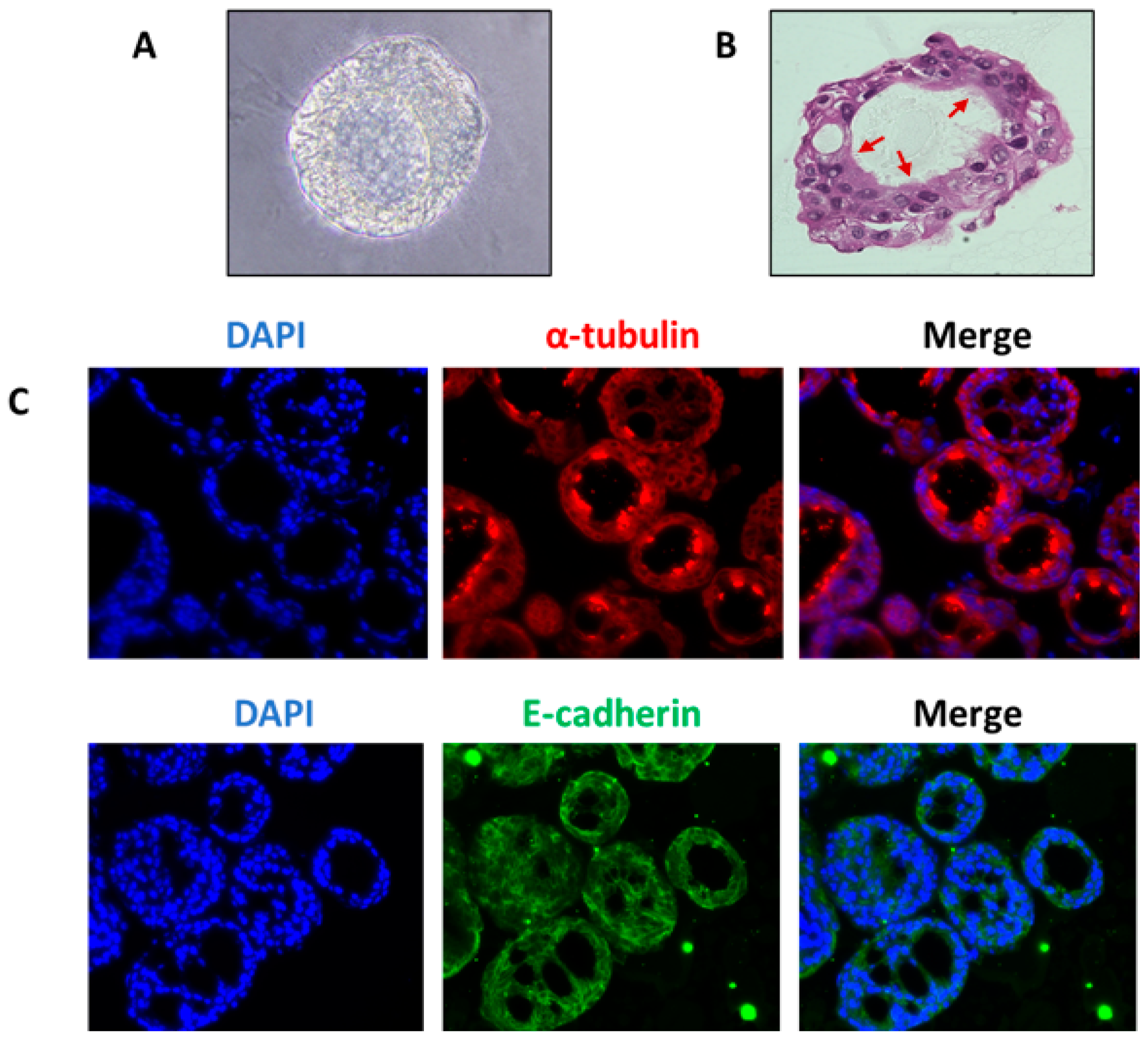 Biomolecules 12 01463 g003 Biomolecules 12 01463 g003