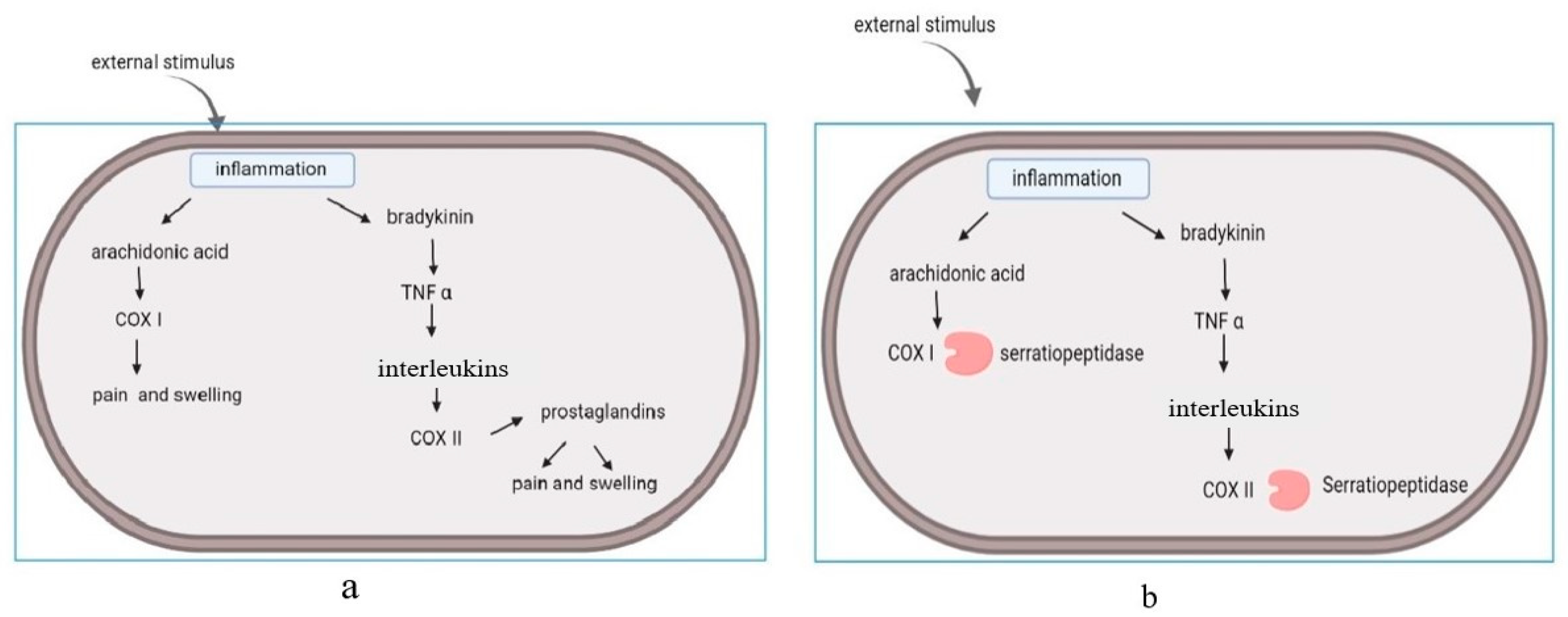 Biomolecules 12 01468 g001 Biomolecules 12 01468 g001
