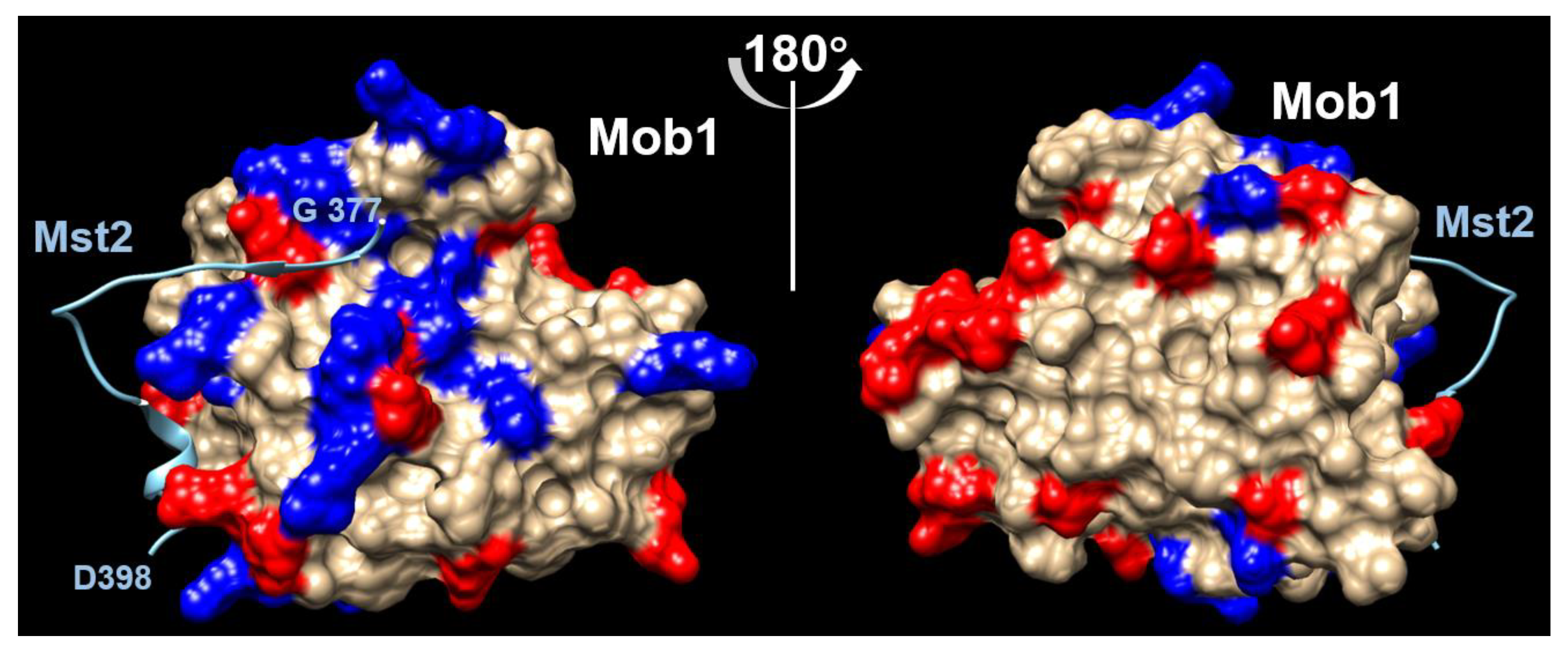 Biomolecules 12 01486 g005 Biomolecules 12 01486 g005