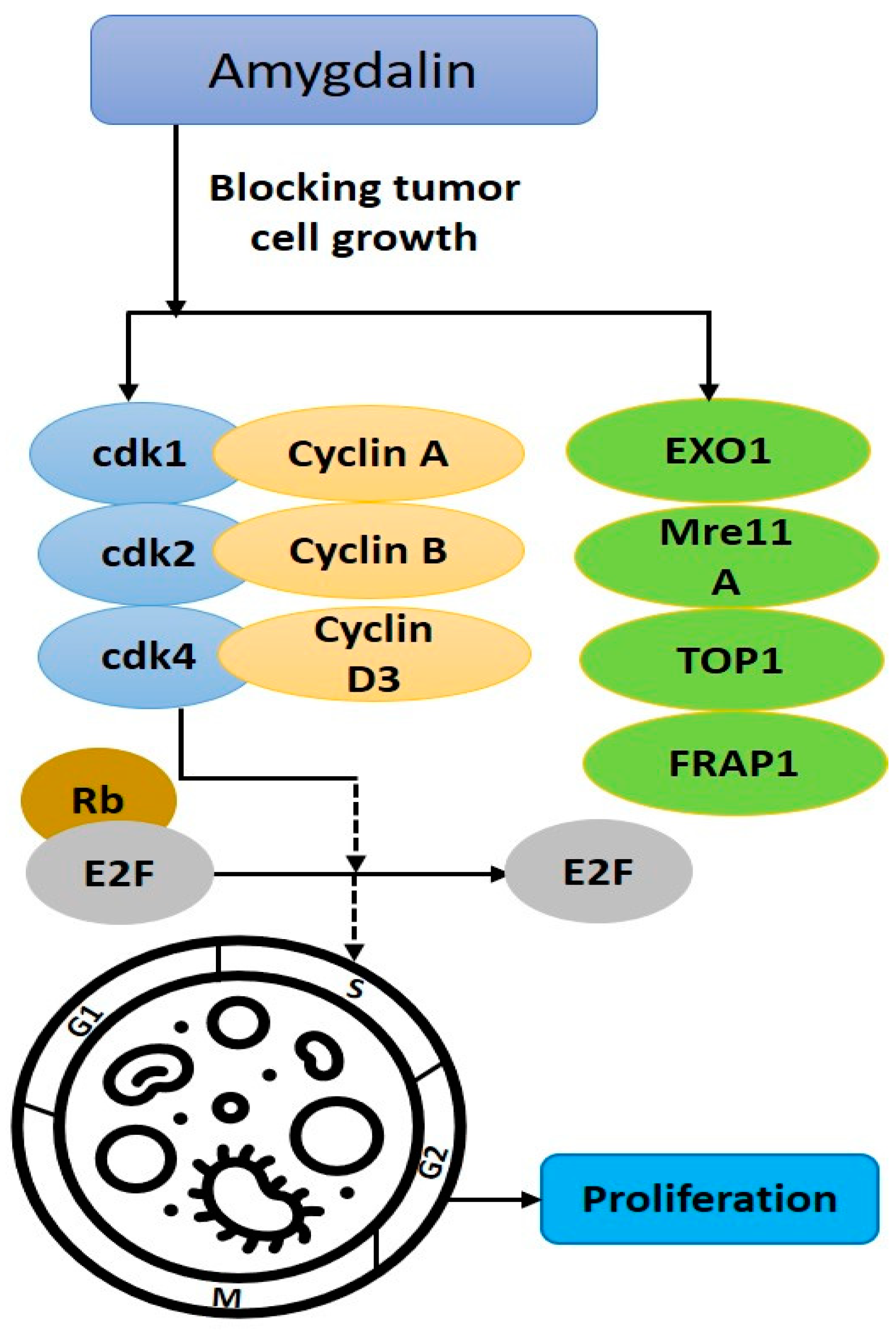 Biomolecules 12 01514 g003 Biomolecules 12 01514 g003