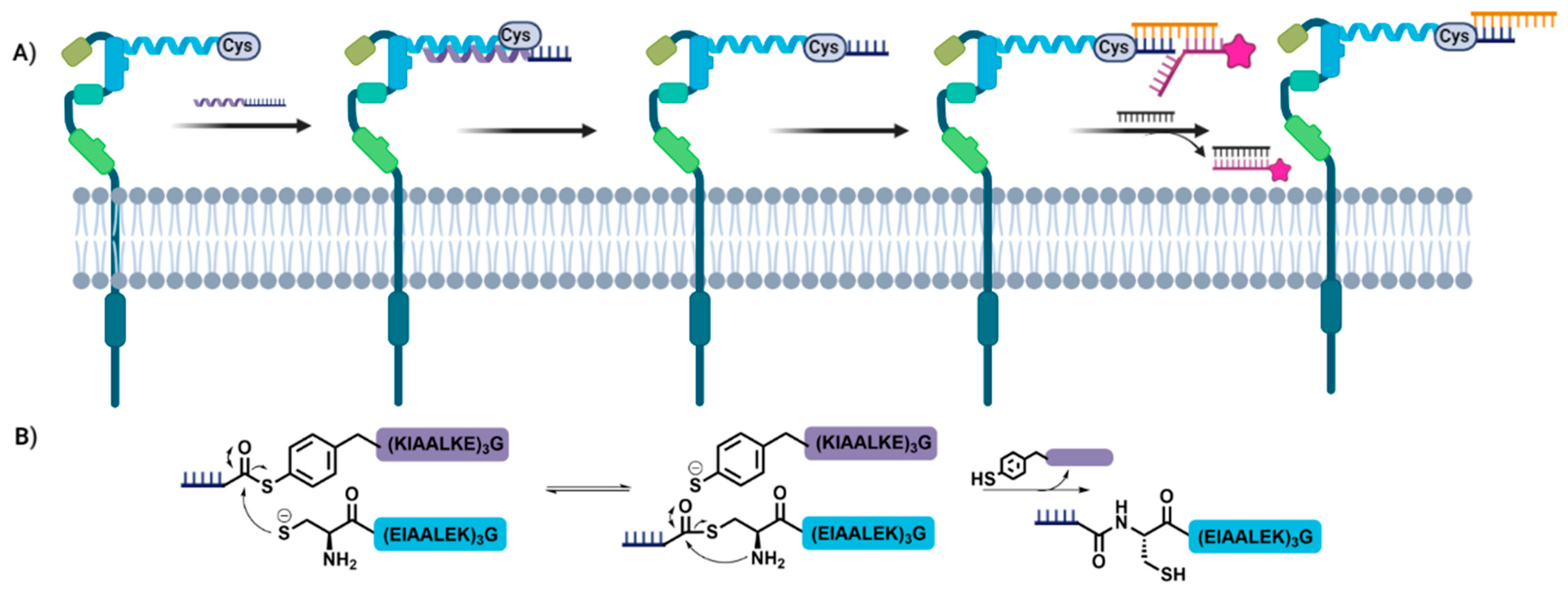 Biomolecules 12 01523 g006 Biomolecules 12 01523 g006