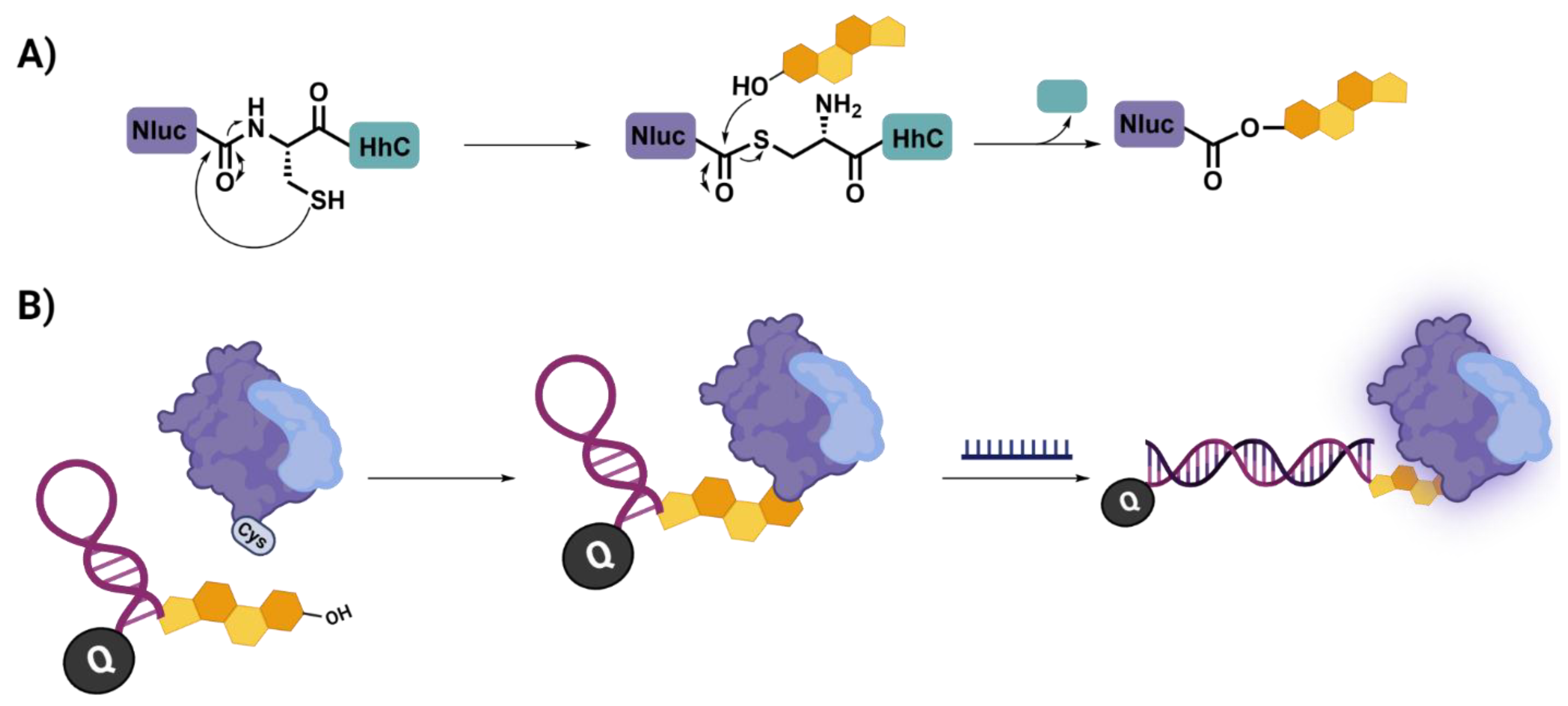 Biomolecules 12 01523 g007 Biomolecules 12 01523 g007