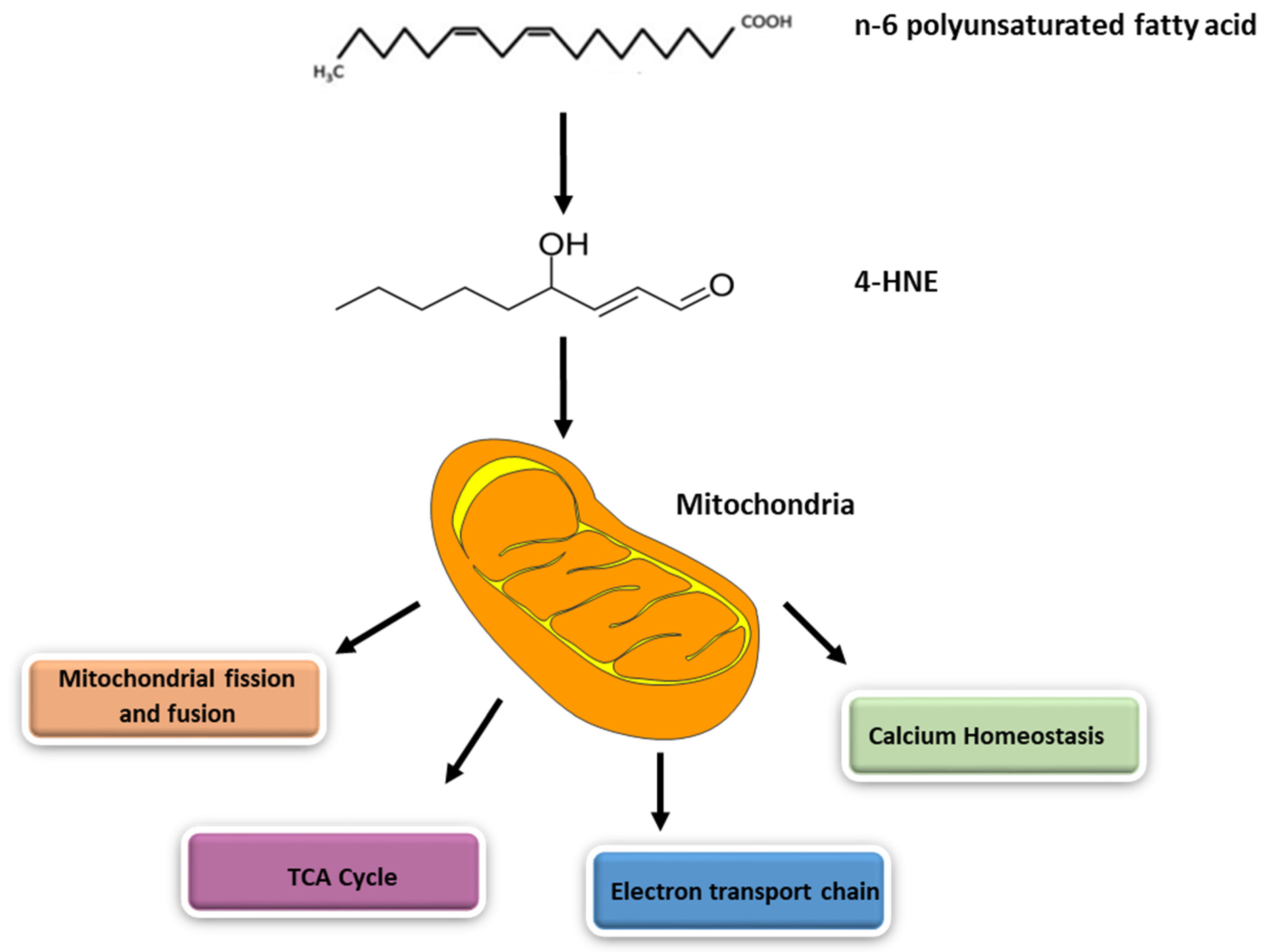 Biomolecules | Free Full-Text | Electrophilic Aldehyde 4-Hydroxy-2-Nonenal  Mediated Signaling and Mitochondrial Dysfunction | HTML