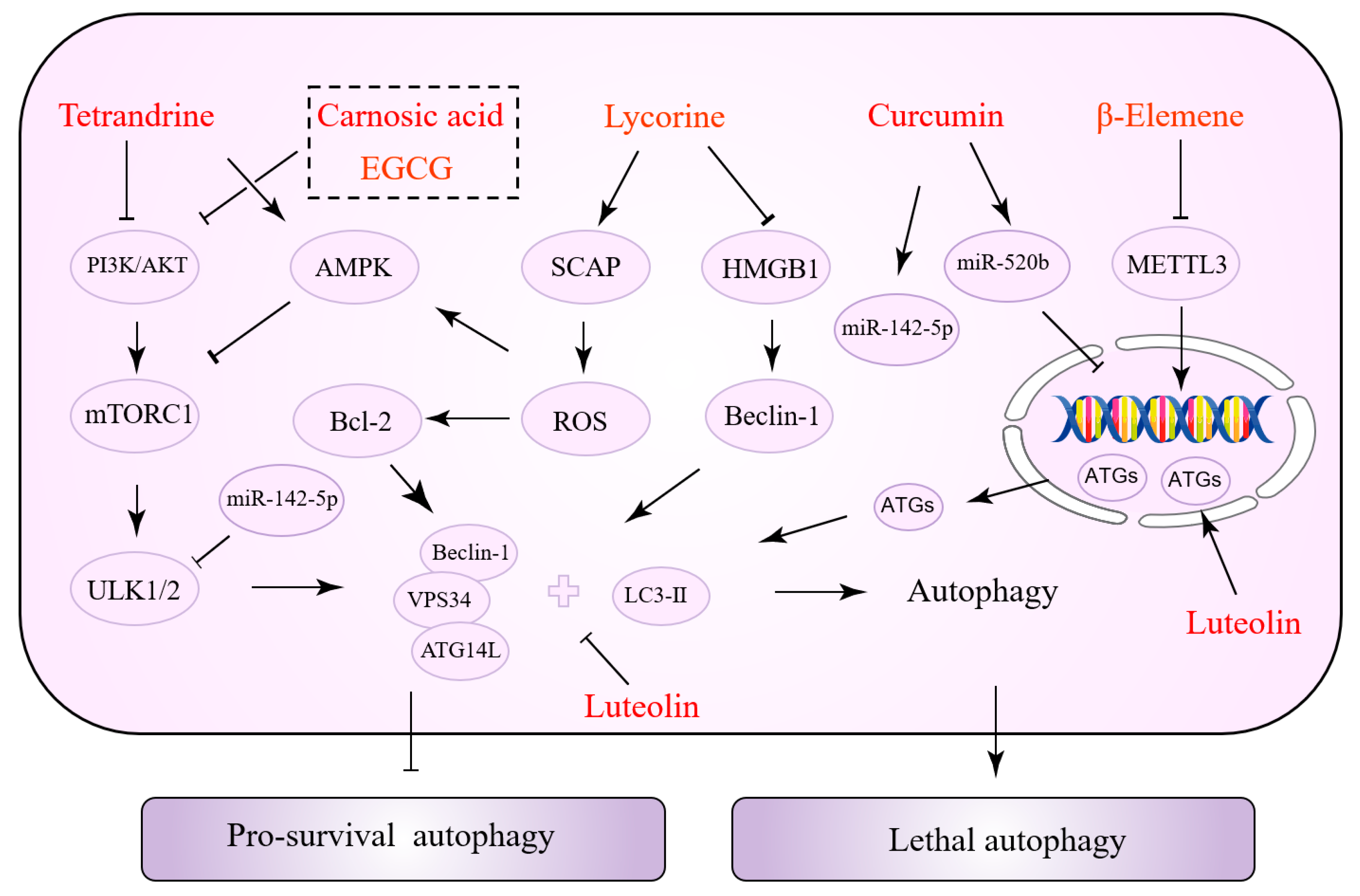 Biomolecules 12 01565 g003 Biomolecules 12 01565 g003
