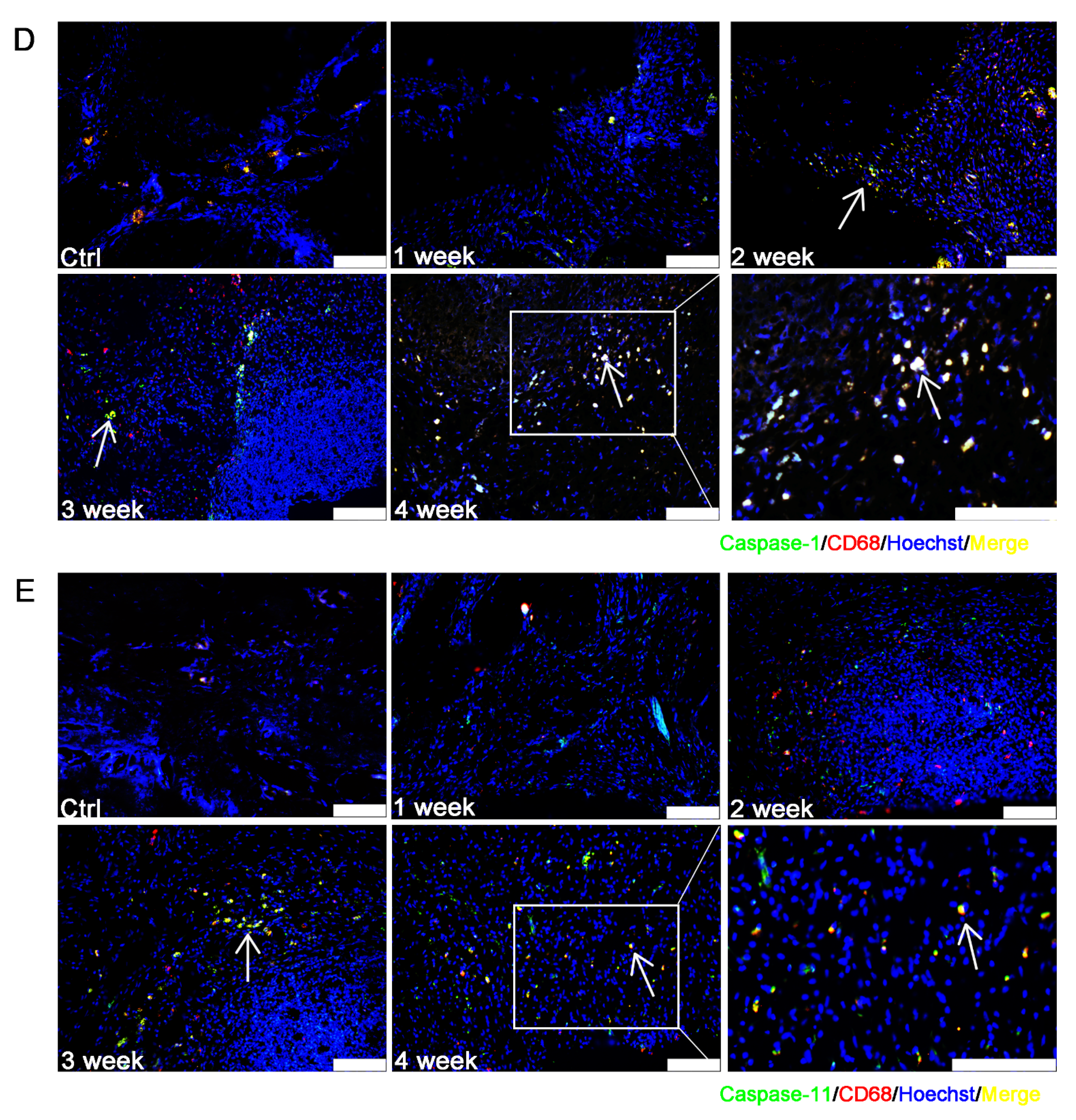 Biomolecules 12 01660 g003b