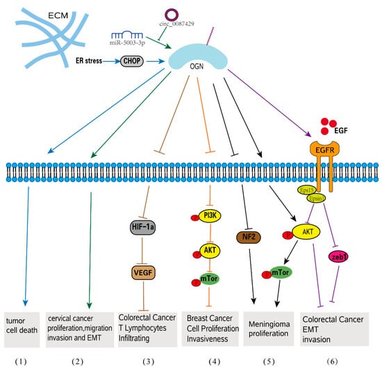 Biomolecules | Free Full-Text | Osteoglycin: An ECM Factor Regulating ...