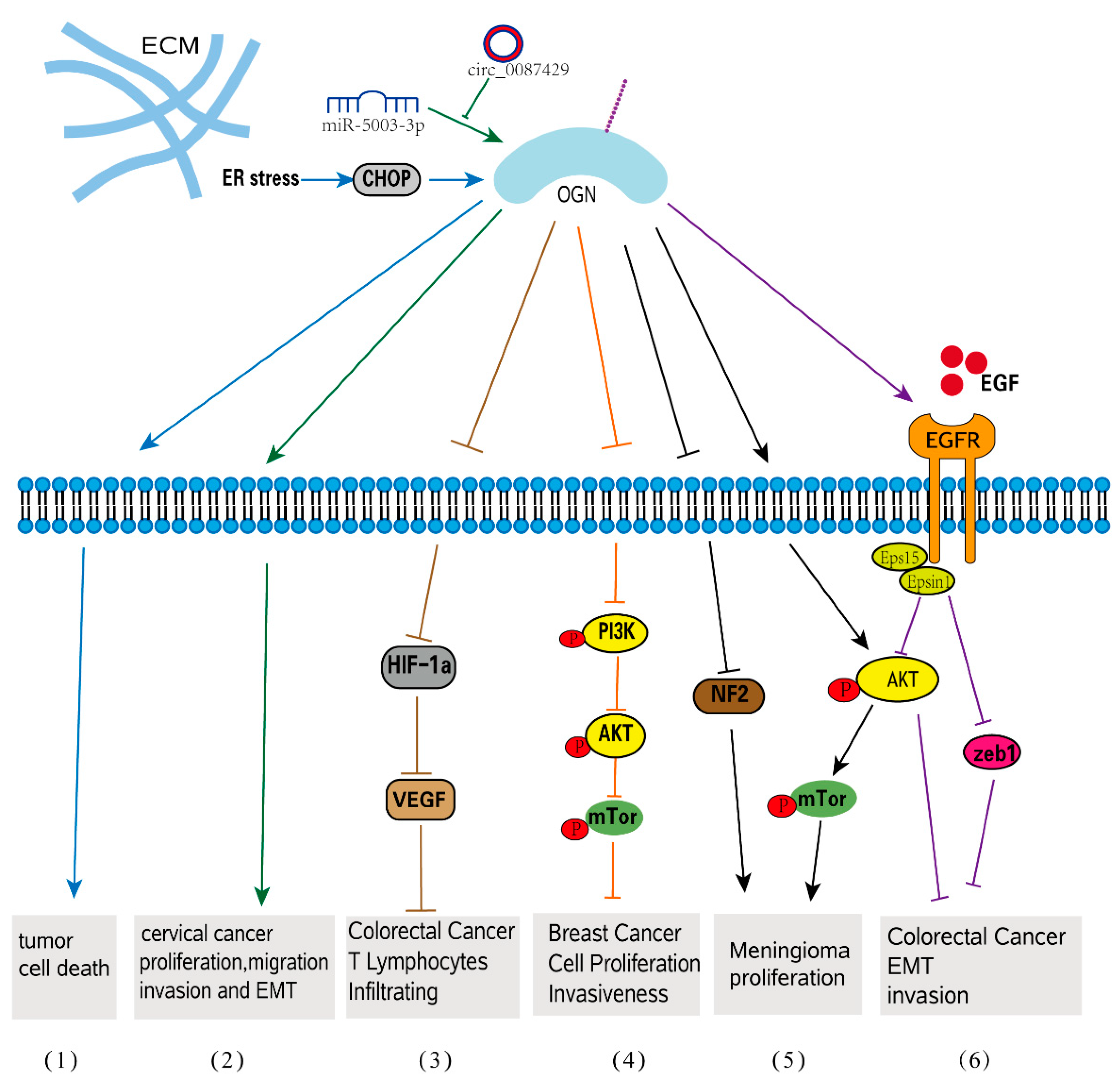 Biomolecules 12 01674 g003