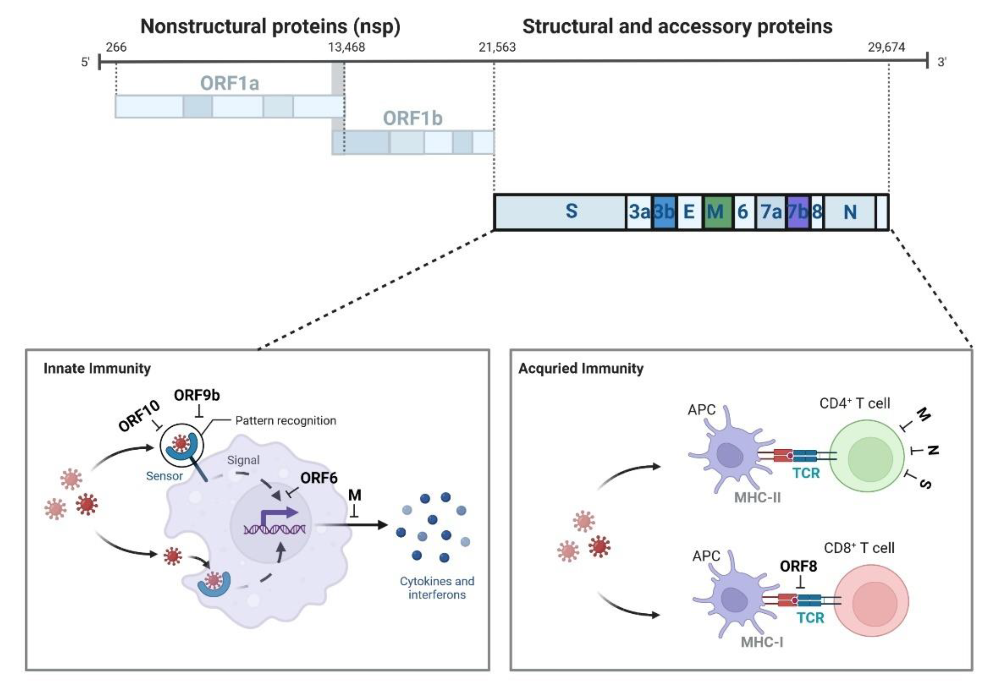 Biomolecules | Free Full-Text | Subgenomic RNAs And Their Encoded ...