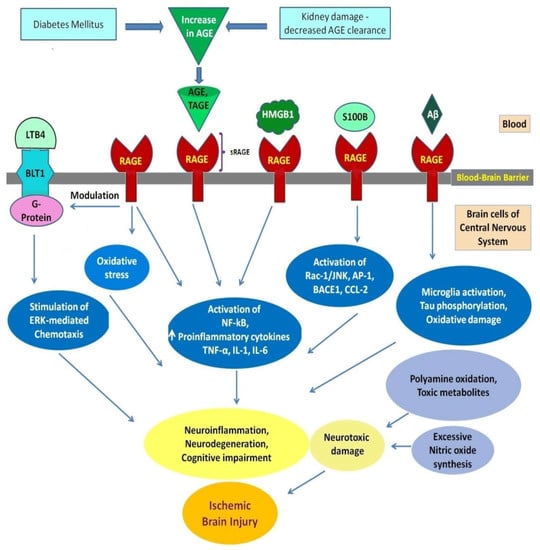 Biomolecules | Free Full-Text | Receptor For Advanced Glycation End ...