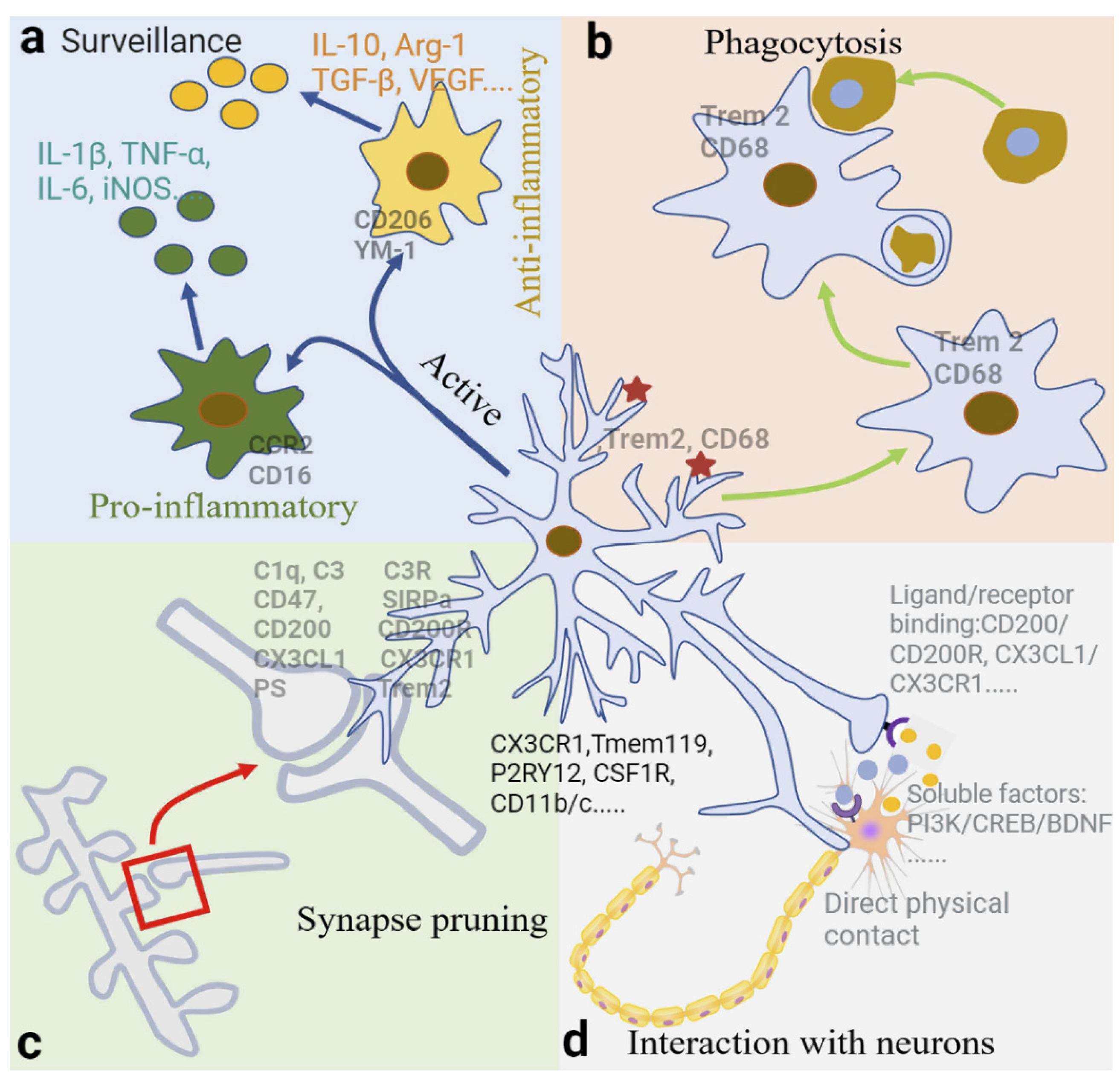 Biomolecules | Free Full-Text | New Insights into Microglial Mechanisms ...