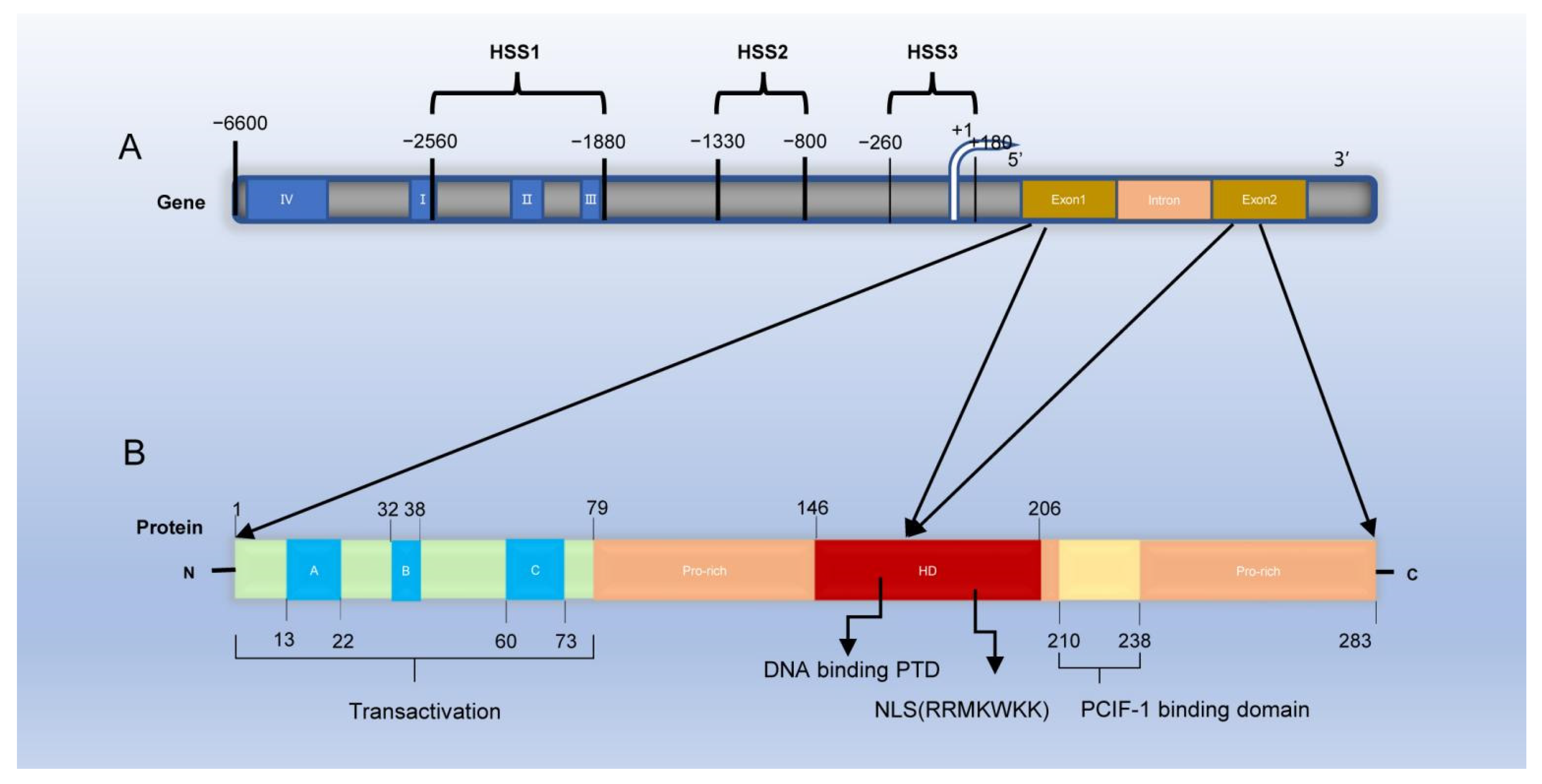 Biomolecules | Free Full-Text | PDX-1: A Promising Therapeutic