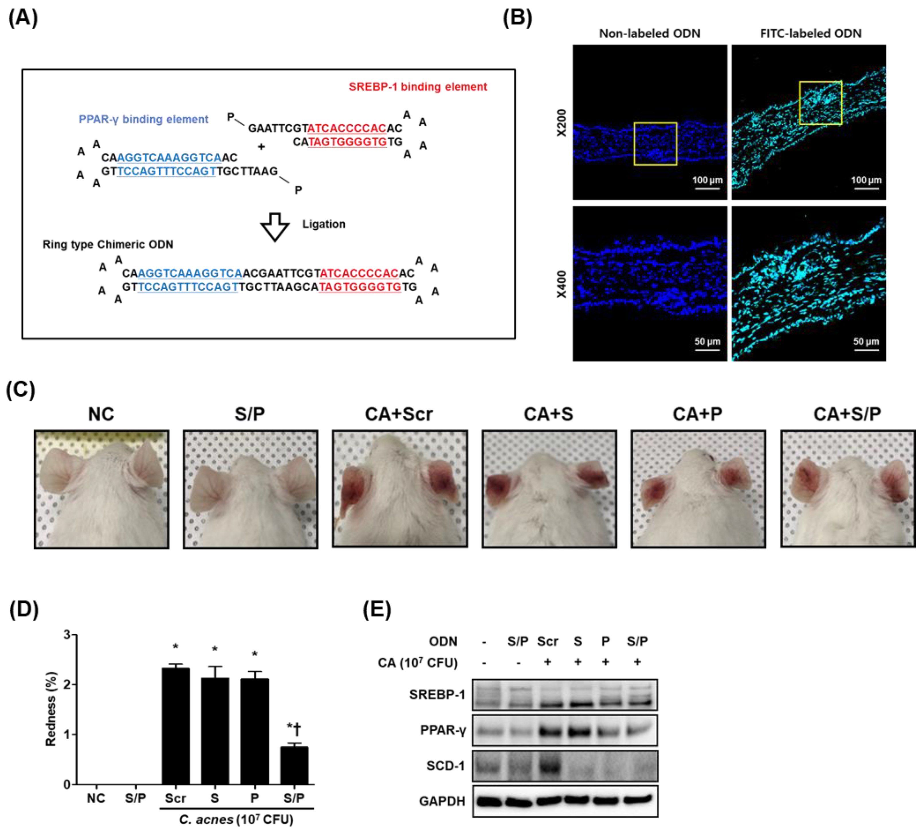 Biomolecules 12 01858 g001 Biomolecules 12 01858 g001