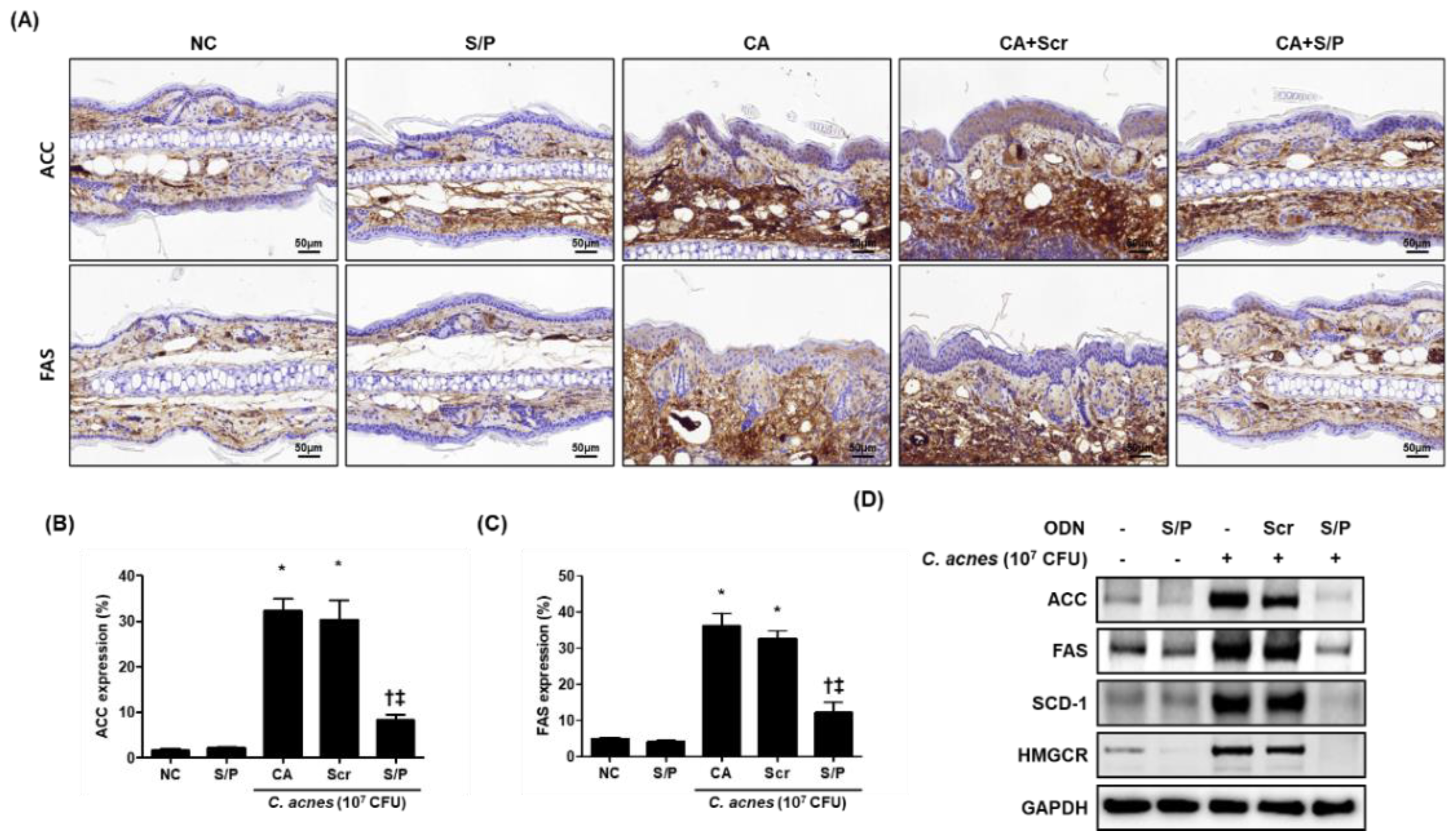 Biomolecules 12 01858 g003 Biomolecules 12 01858 g003