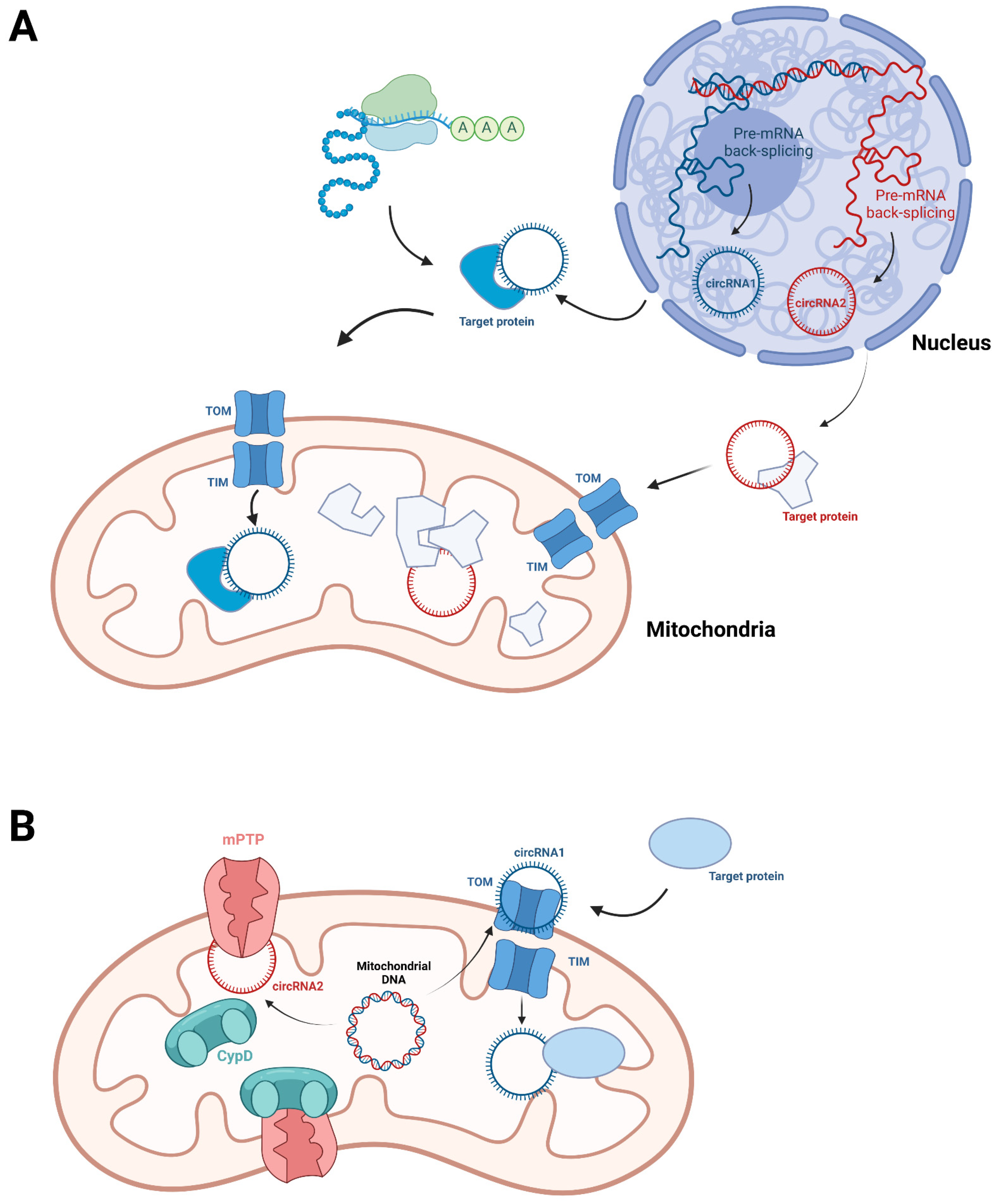 Biomolecules 12 01863 g003 Biomolecules 12 01863 g003