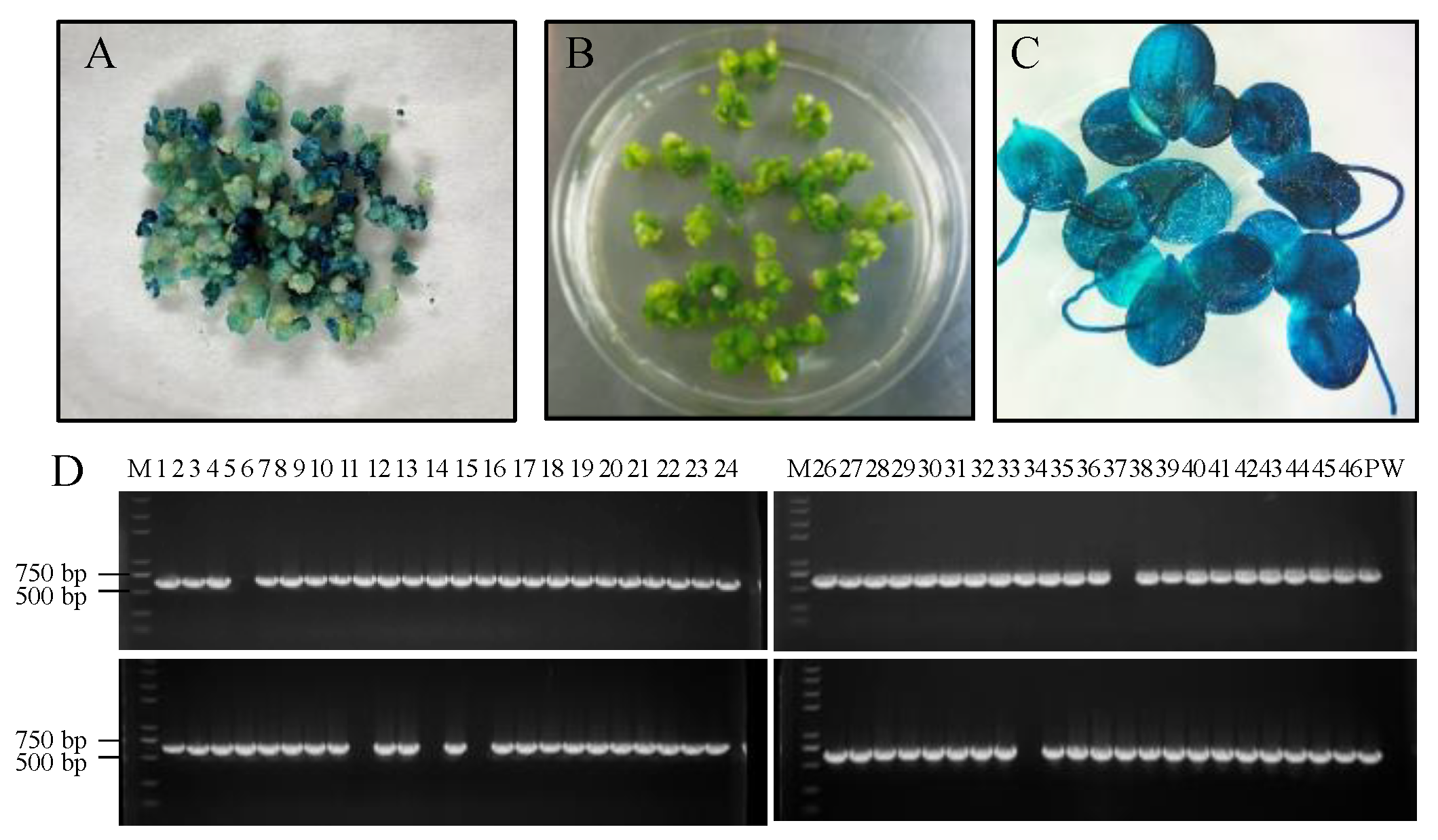 Biomolecules 12 01881 g004