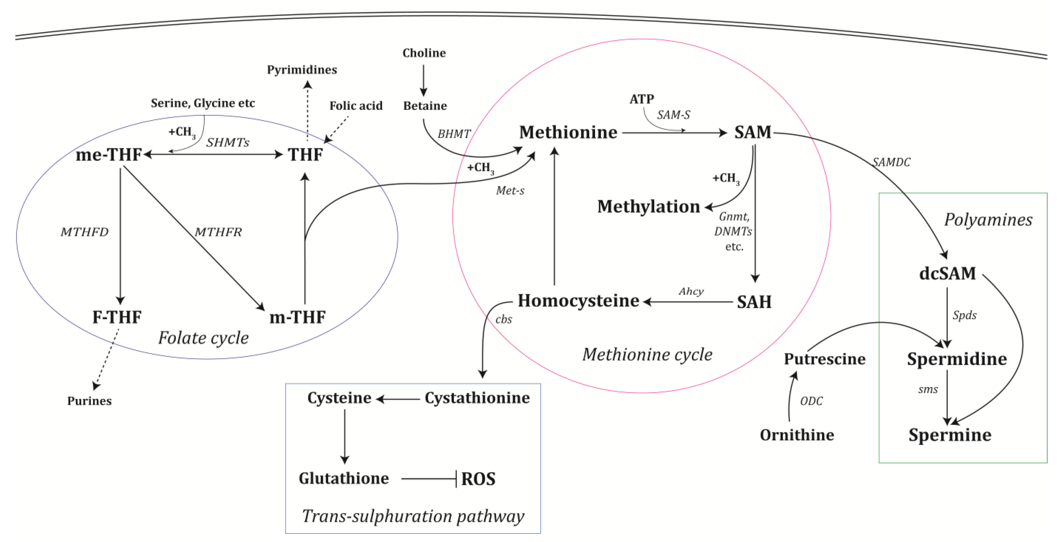 Biomolecules 12 01902 g001 Biomolecules 12 01902 g001