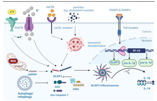 Biomolecules | Free Full-Text | Autophagy in Atherosclerotic Plaque ...