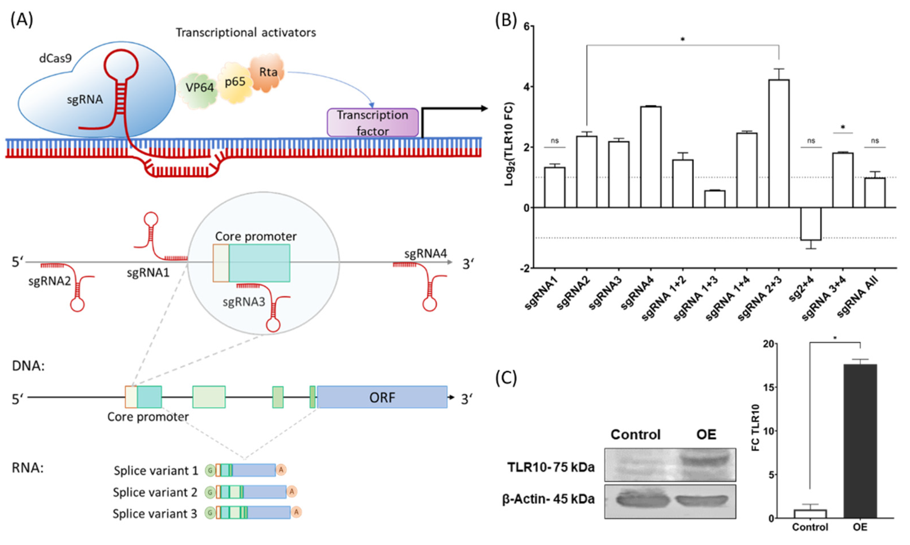 Biomolecules, Free Full-Text