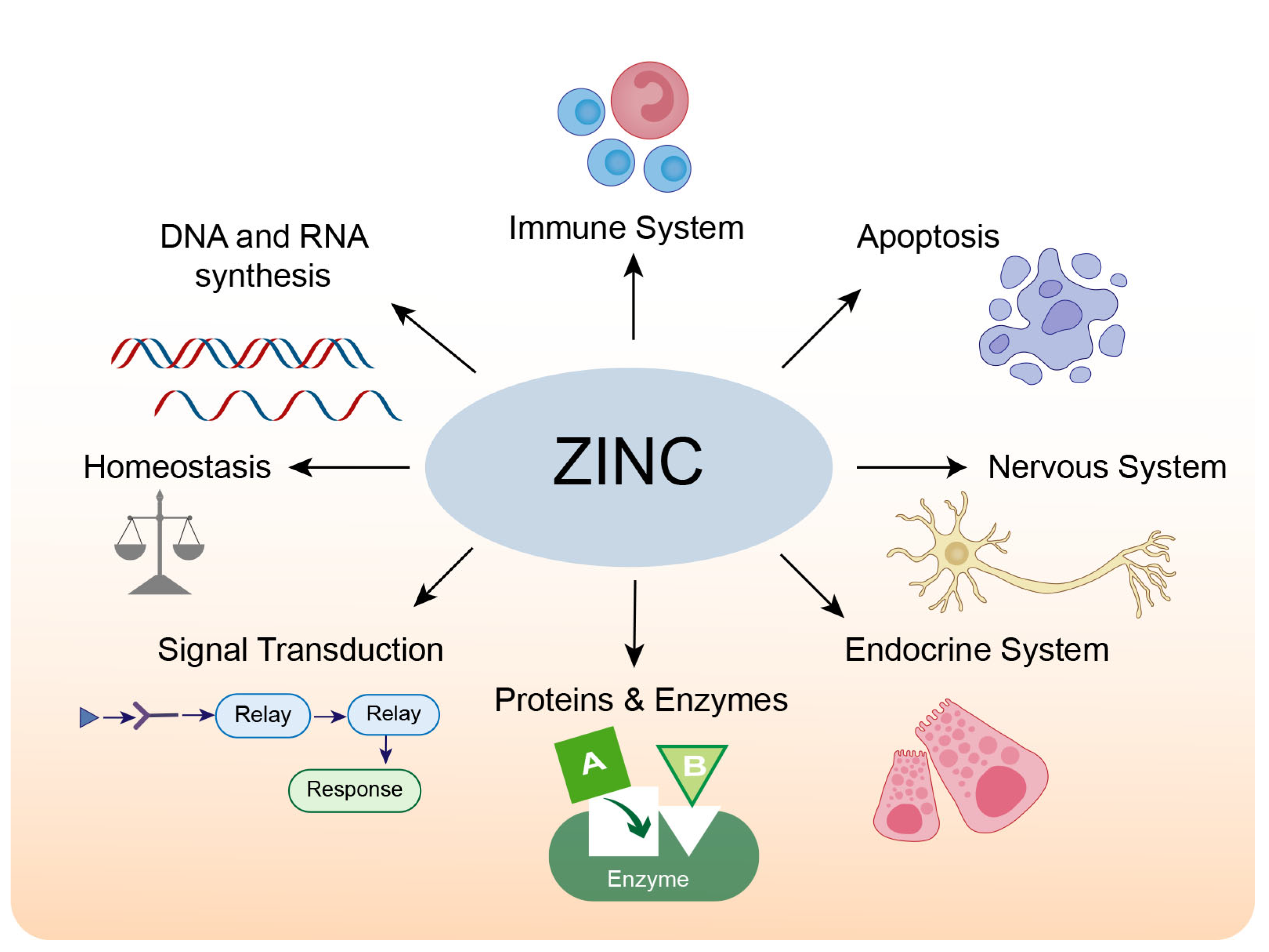 Biomolecules | Free Full-Text | The Important Role of Zinc in Neurological  Diseases