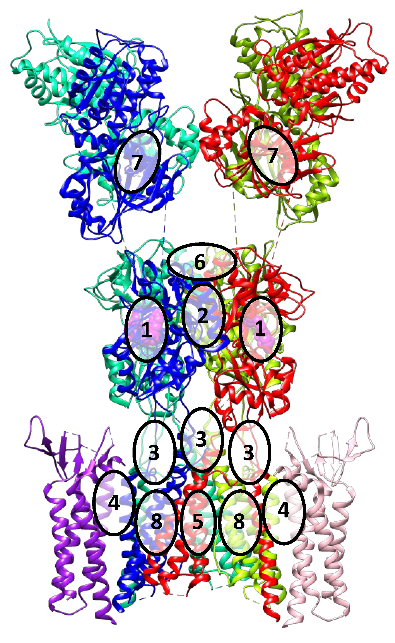 Biomolecules Free FullText Diversity of AMPA Receptor Ligands