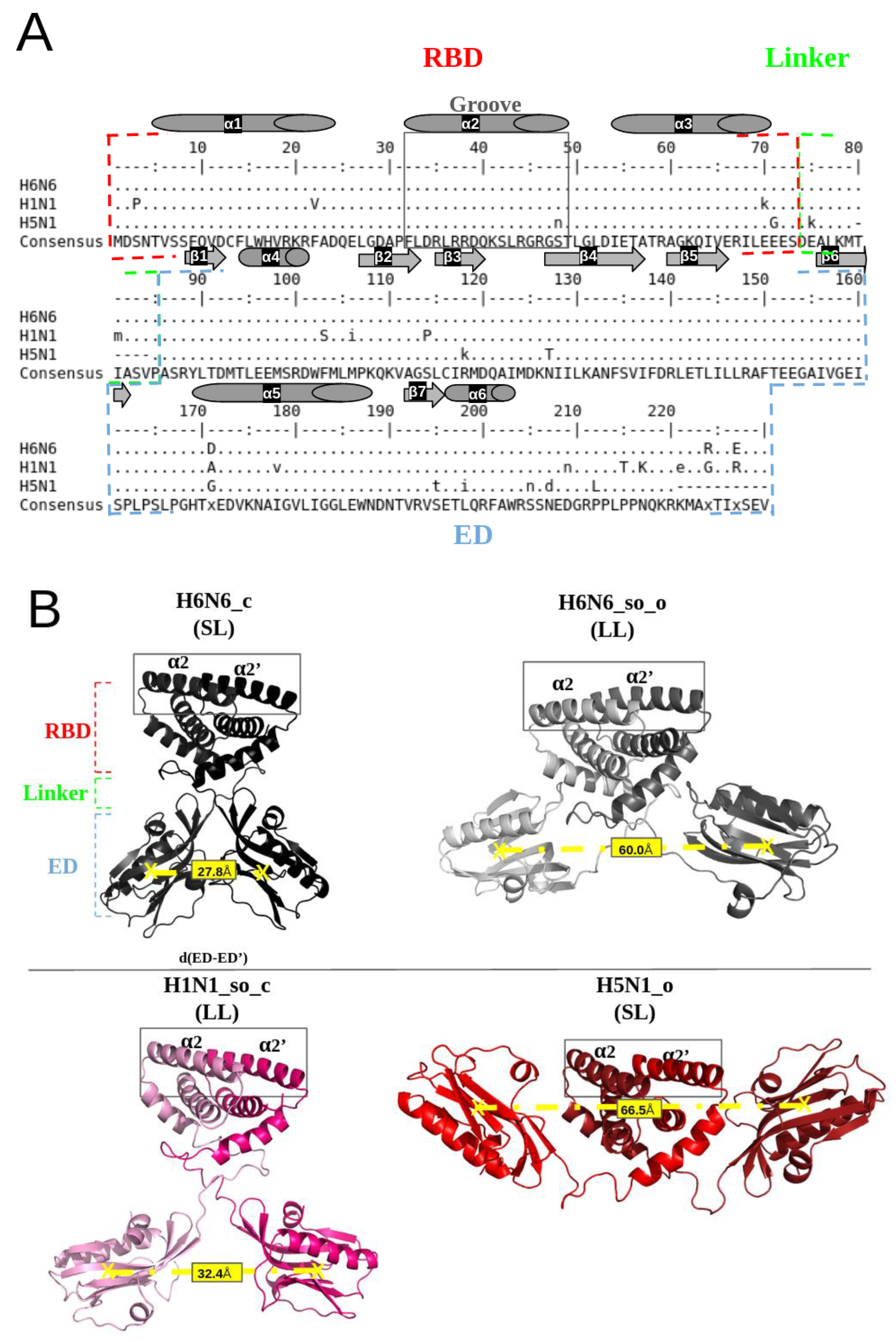 Biomolecules | Free Full-Text | Druggable Pockets at the Interface Region of Influenza A NS1 Are Conserved across Sequence Variants from Distinct Subtypes