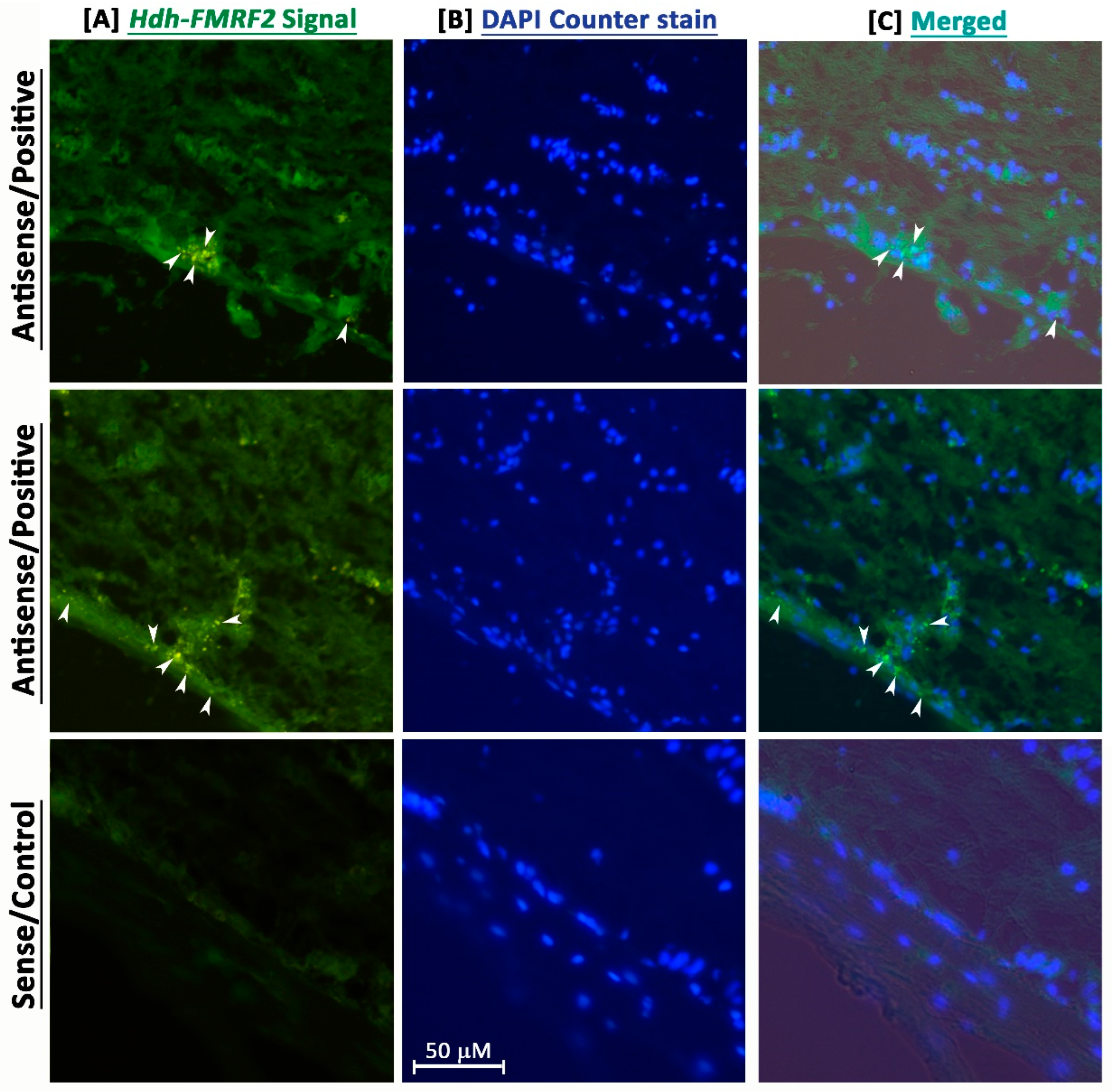 Biomolecules 13 00109 g006 Biomolecules 13 00109 g006