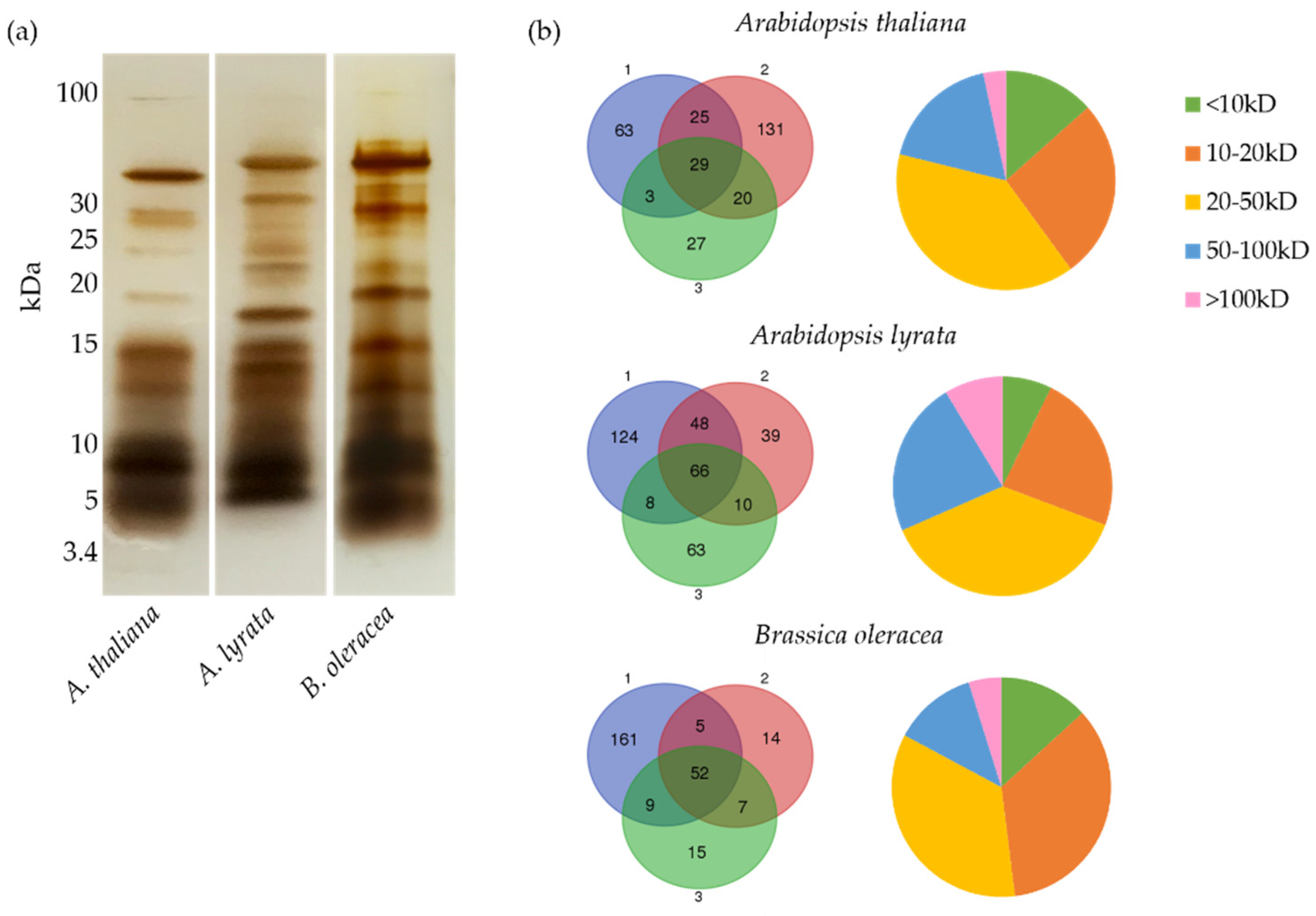 Biomolecules | Free Full-Text | Pollen Coat Proteomes of Arabidopsis  thaliana, Arabidopsis lyrata, and Brassica oleracea Reveal Remarkable  Diversity of Small Cysteine-Rich Proteins at the Pollen-Stigma Interface