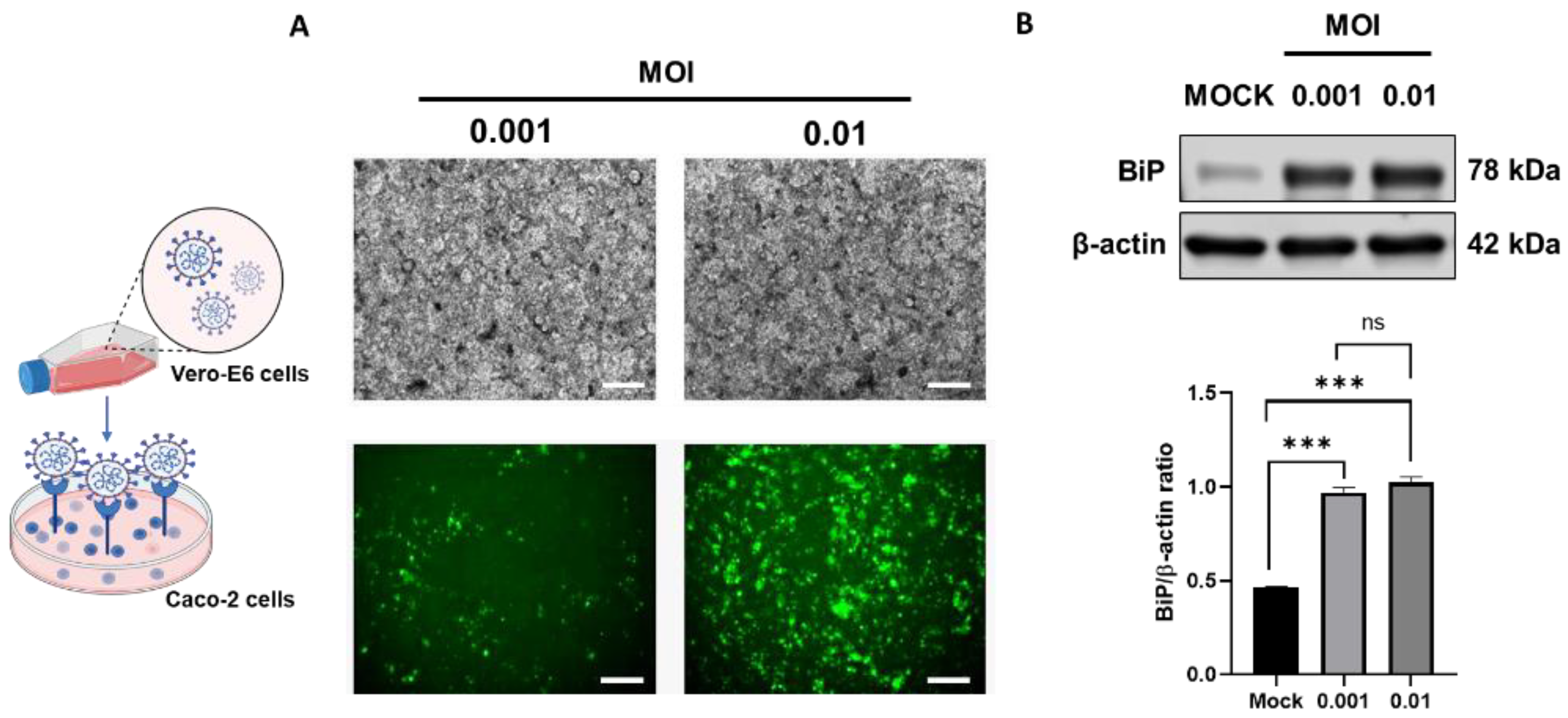 Biomolecules | Free Full-Text | SARS-CoV-2 Induces Epithelial-Enteric  Neuronal Crosstalk Stimulating VIP Release