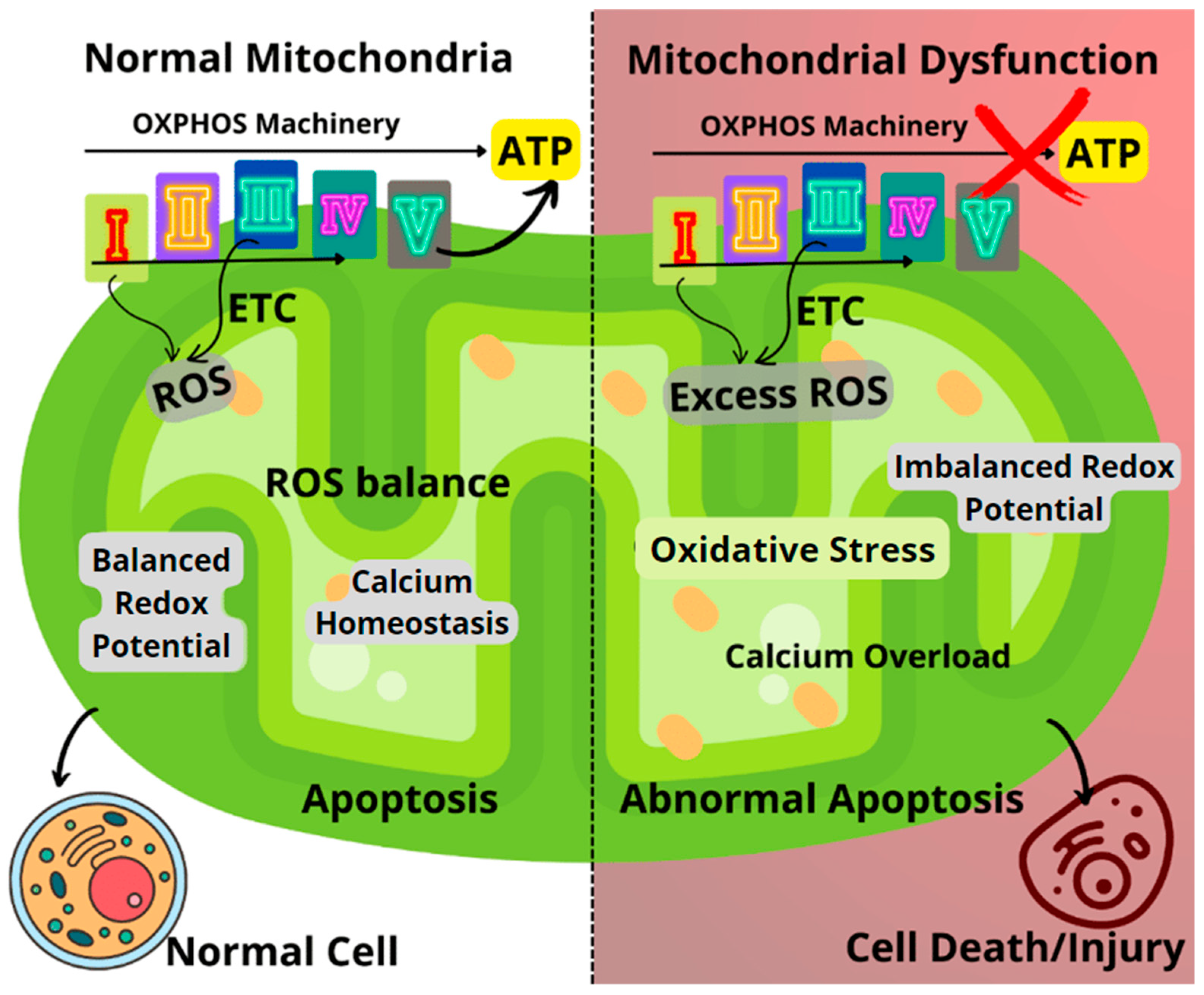 3168px x 2619px - Biomolecules | Free Full-Text | Mitochondrial Modulators: The Defender